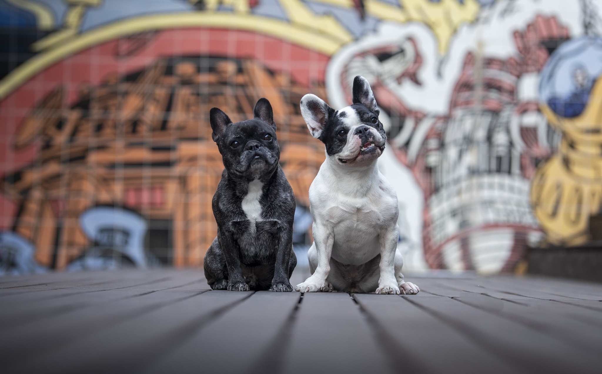 Download mobile wallpaper Dogs, Dog, Animal, French Bulldog, Depth Of Field for free.
