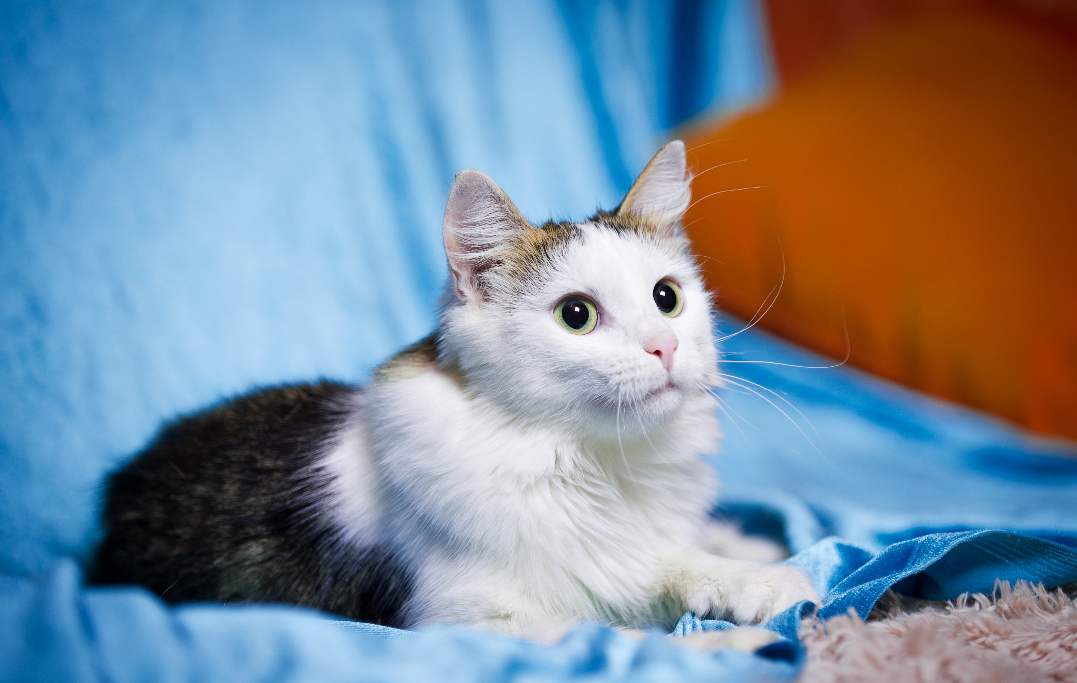 Baixe gratuitamente a imagem Animais, Gatos, Gato na área de trabalho do seu PC