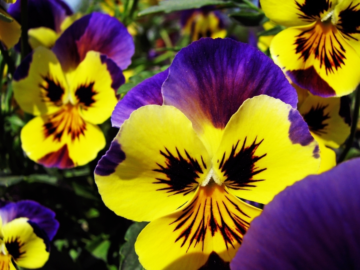 Popular Pansies Image for Phone