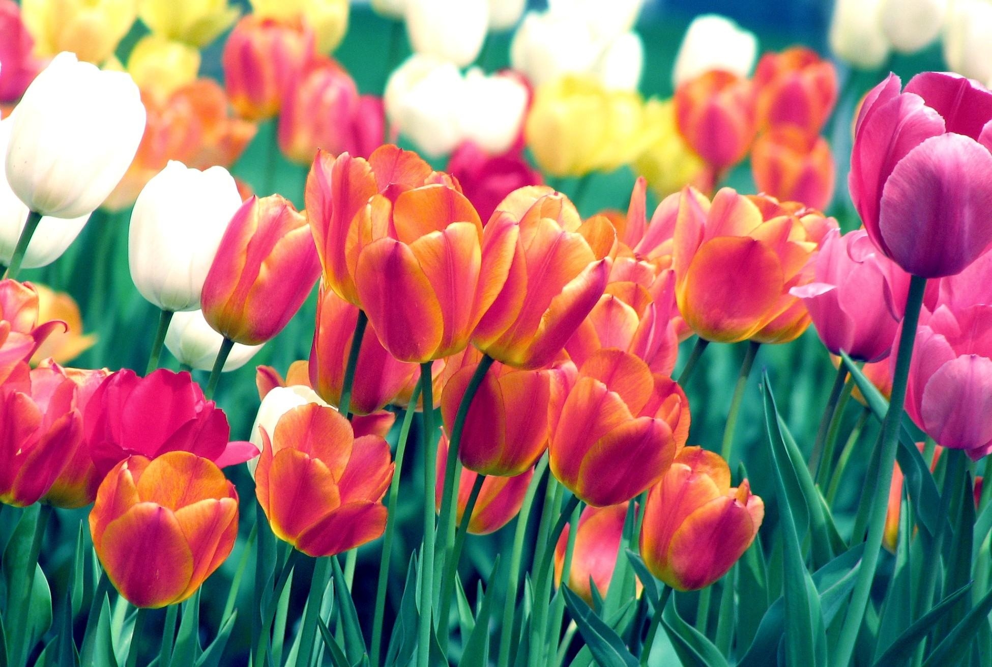Скачать картинку Резкость, Тюльпаны, Цветы, Клумба, Весна в телефон бесплатно.
