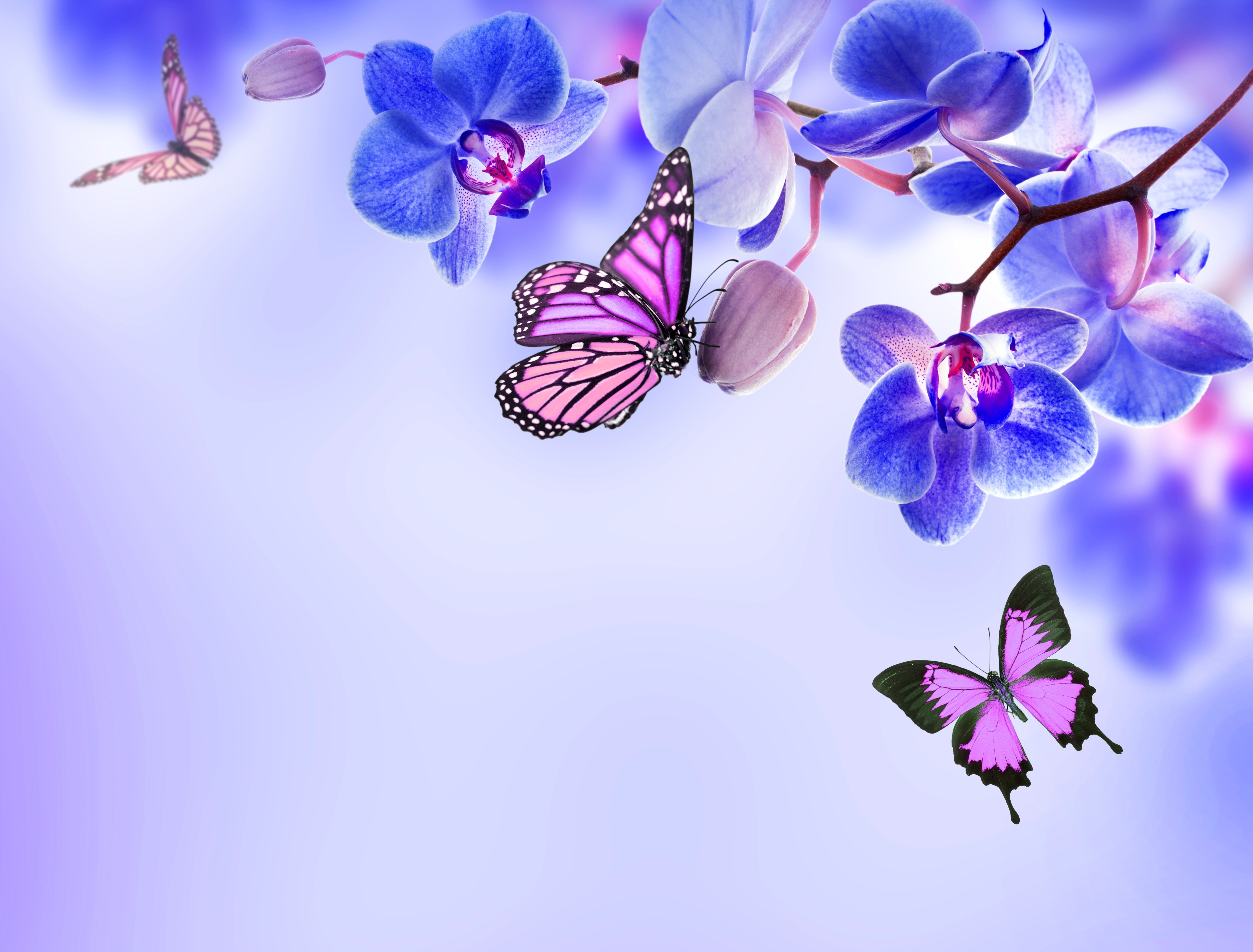 368705 descargar fondo de pantalla mariposa, flores, orquídea, tierra/naturaleza, flor azul, flor: protectores de pantalla e imágenes gratis