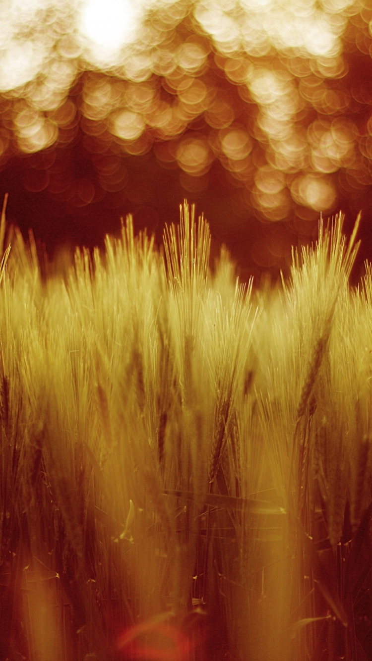 Download mobile wallpaper Nature, Wheat, Plant, Blur, Earth, Field for free.