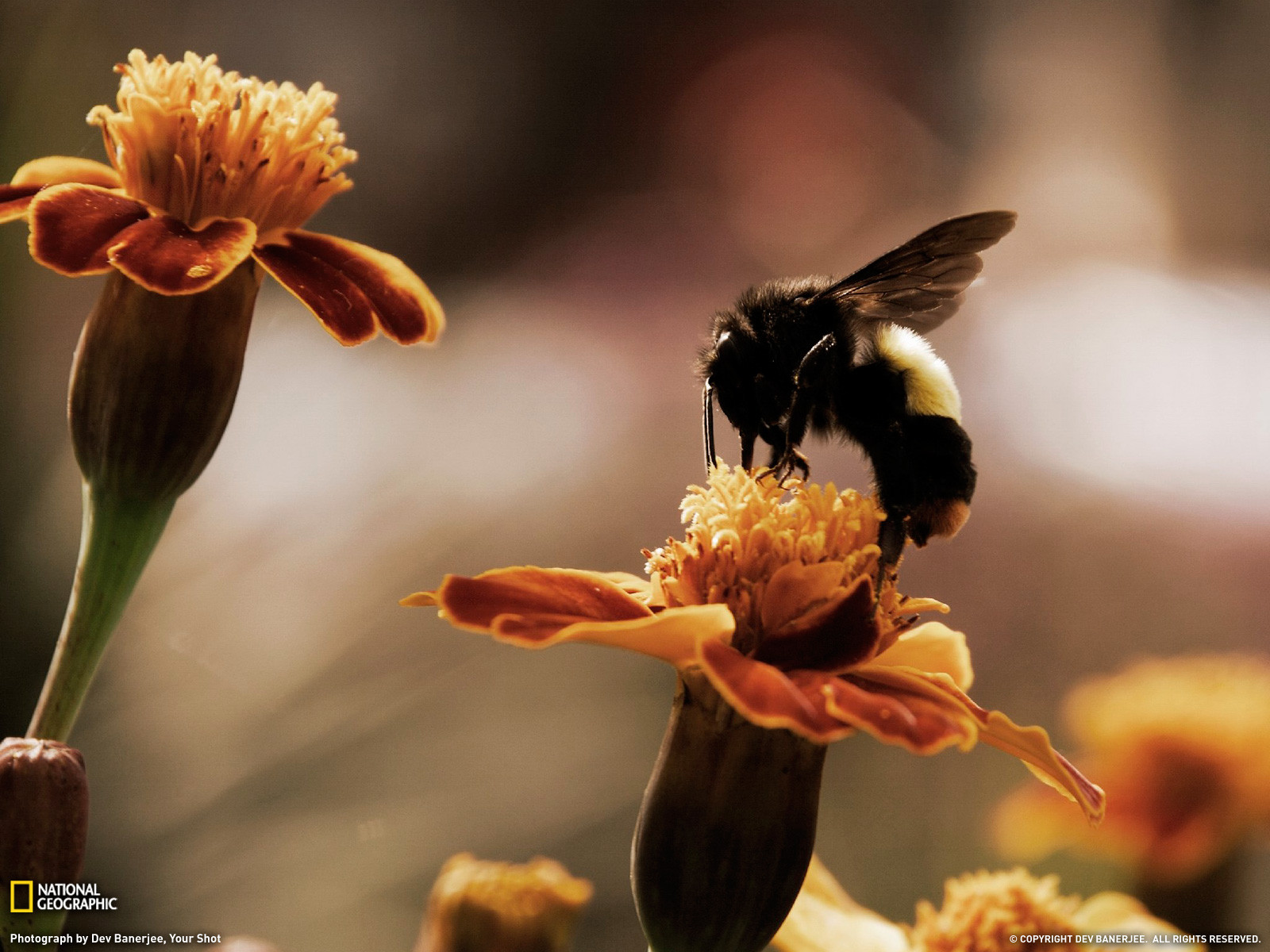 Handy-Wallpaper Biene, Insekten, Tiere kostenlos herunterladen.
