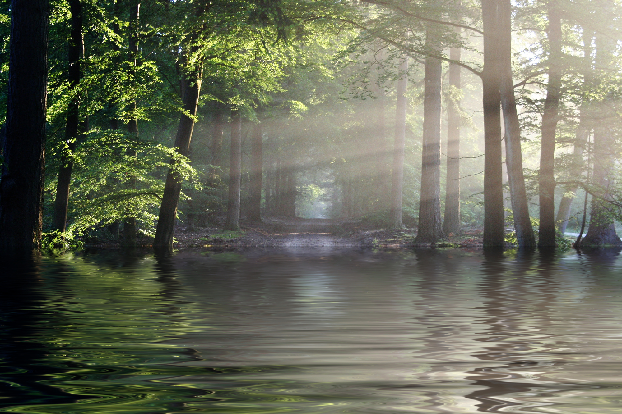 Laden Sie das Wald, Baum, Sonnenlicht, Erde/natur, Moor-Bild kostenlos auf Ihren PC-Desktop herunter