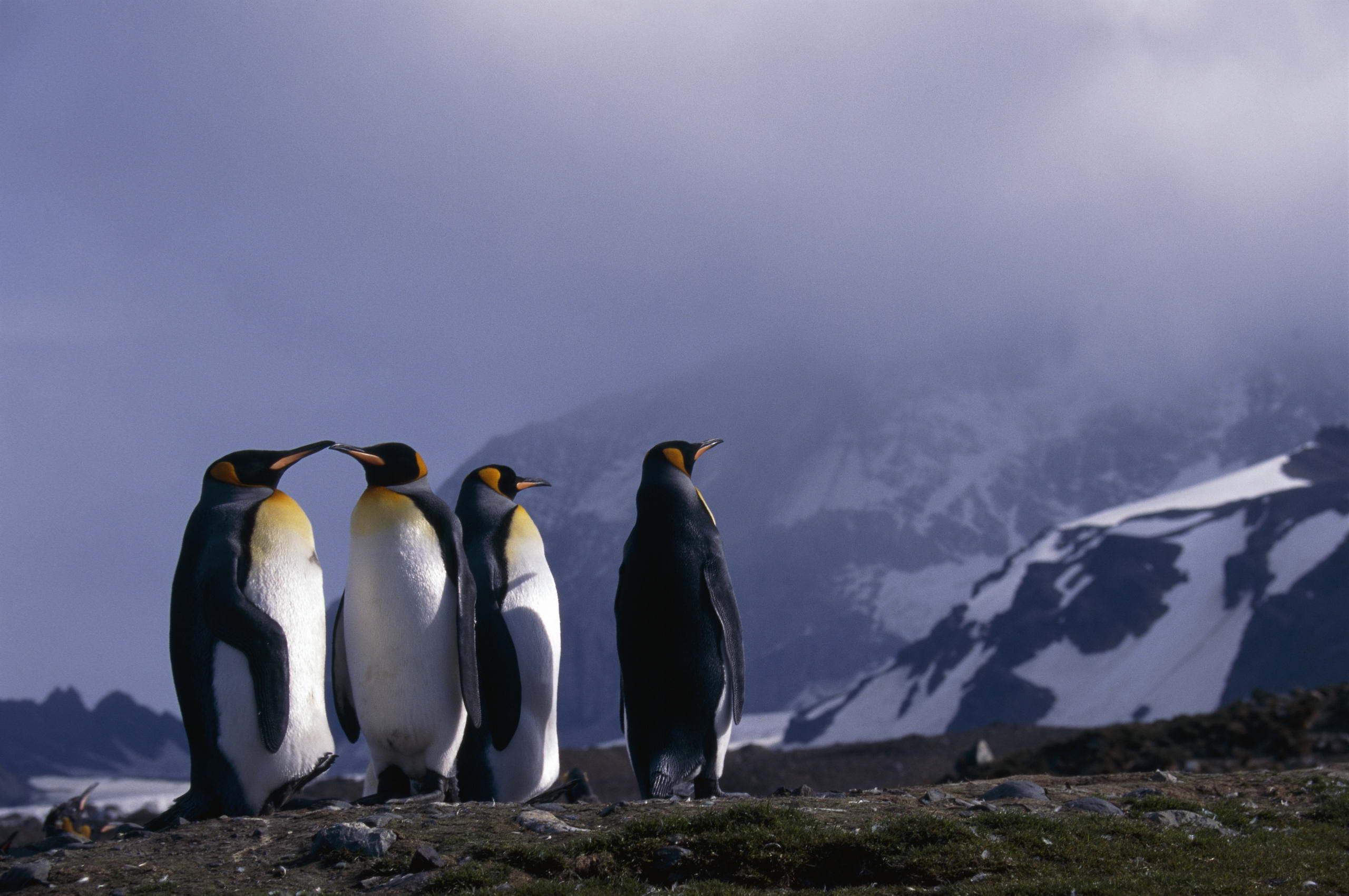 288317 descargar fondo de pantalla animales, pingüino emperador, aves: protectores de pantalla e imágenes gratis
