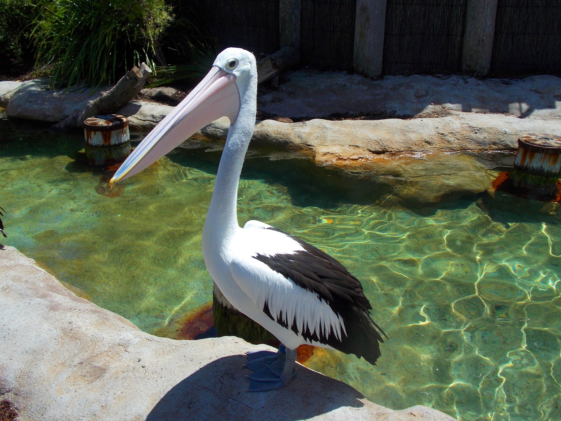 289102 Bild herunterladen tiere, pelikan, vogel, zoo, vögel - Hintergrundbilder und Bildschirmschoner kostenlos