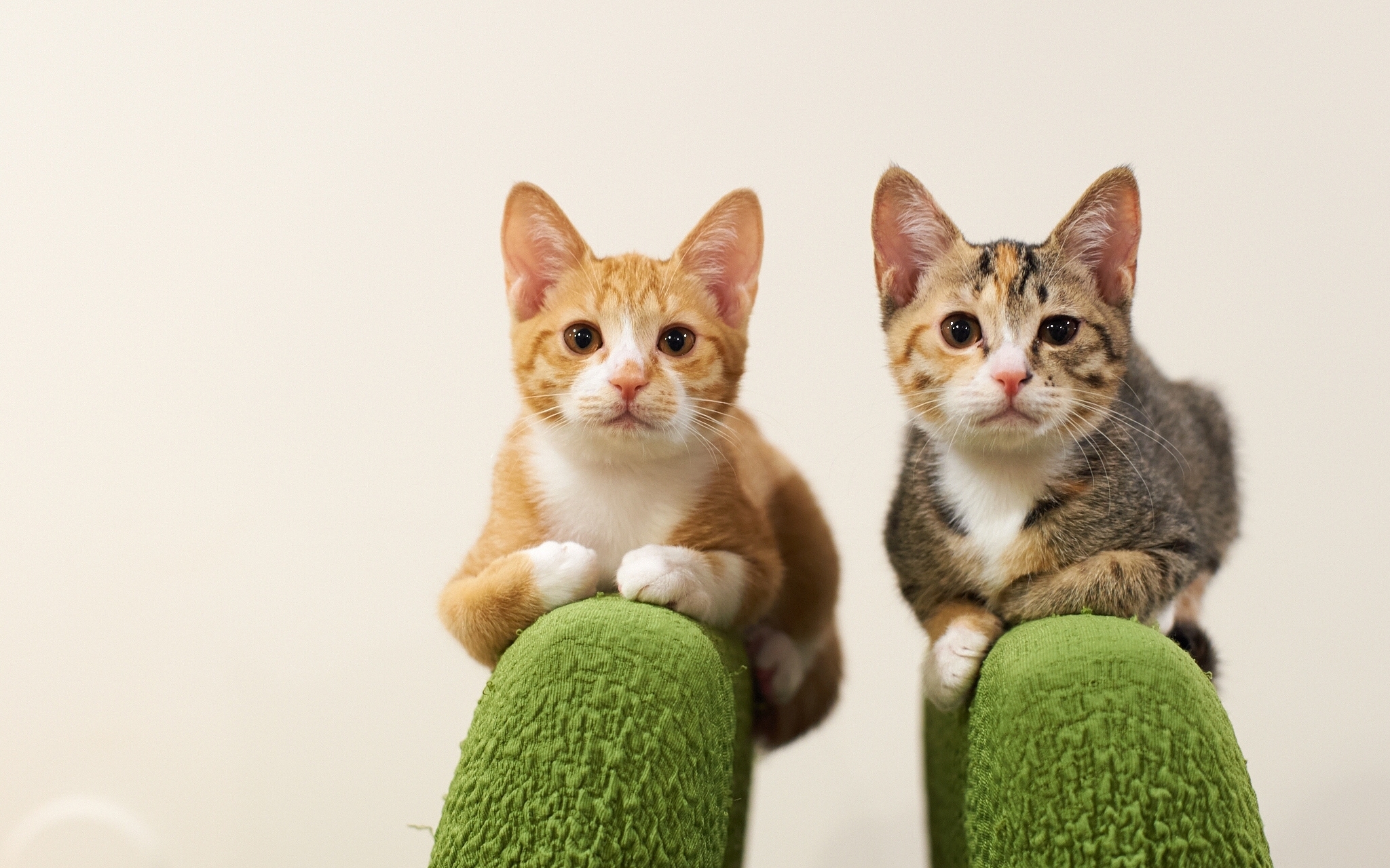 Baixe gratuitamente a imagem Gato, Gatos, Animais na área de trabalho do seu PC