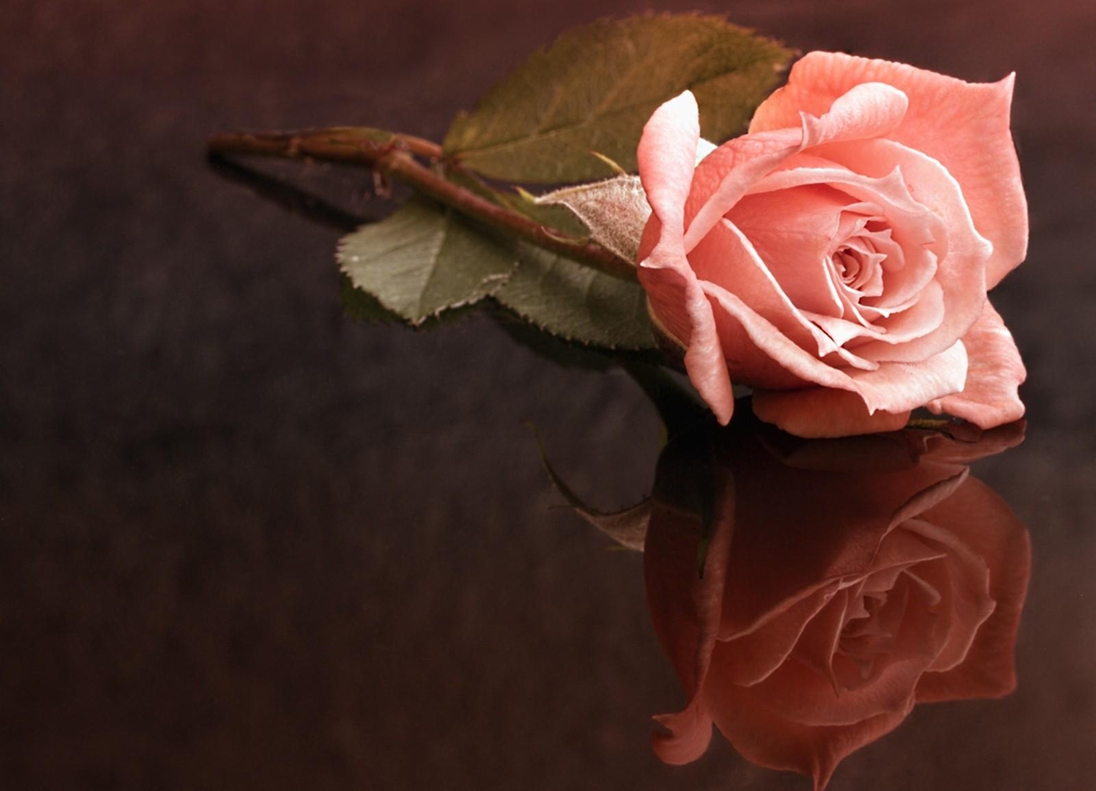 Download mobile wallpaper Reflection, Rose, Loneliness, Flowers, Rose Flower, Surface for free.