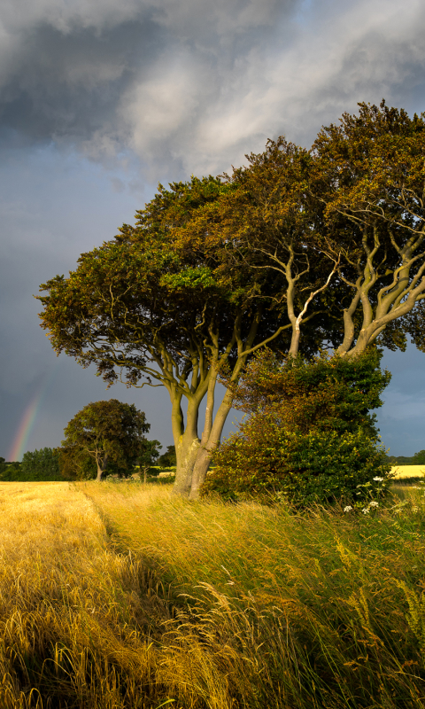 Download mobile wallpaper Nature, Trees, Grass, Sky, Rainbow, Tree, Earth, Field, Cloud for free.