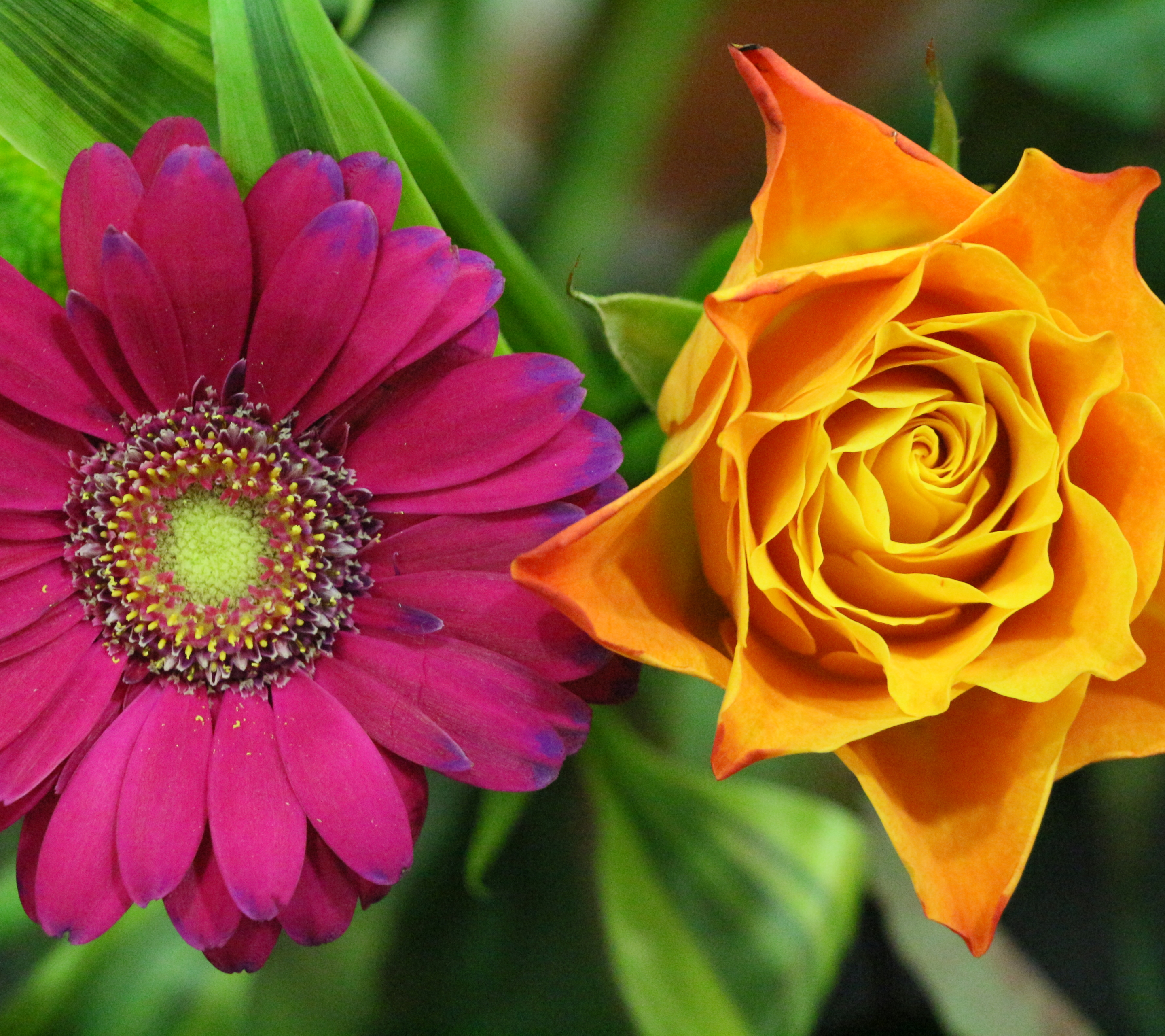 Free download wallpaper Flowers, Flower, Rose, Earth, Colorful, Daisy, Yellow Flower, Purple Flower on your PC desktop