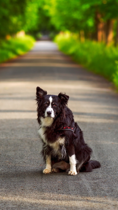 Handy-Wallpaper Tiere, Hunde, Straße, Hund, Bokeh, Australischer Hirte, Border Collie kostenlos herunterladen.