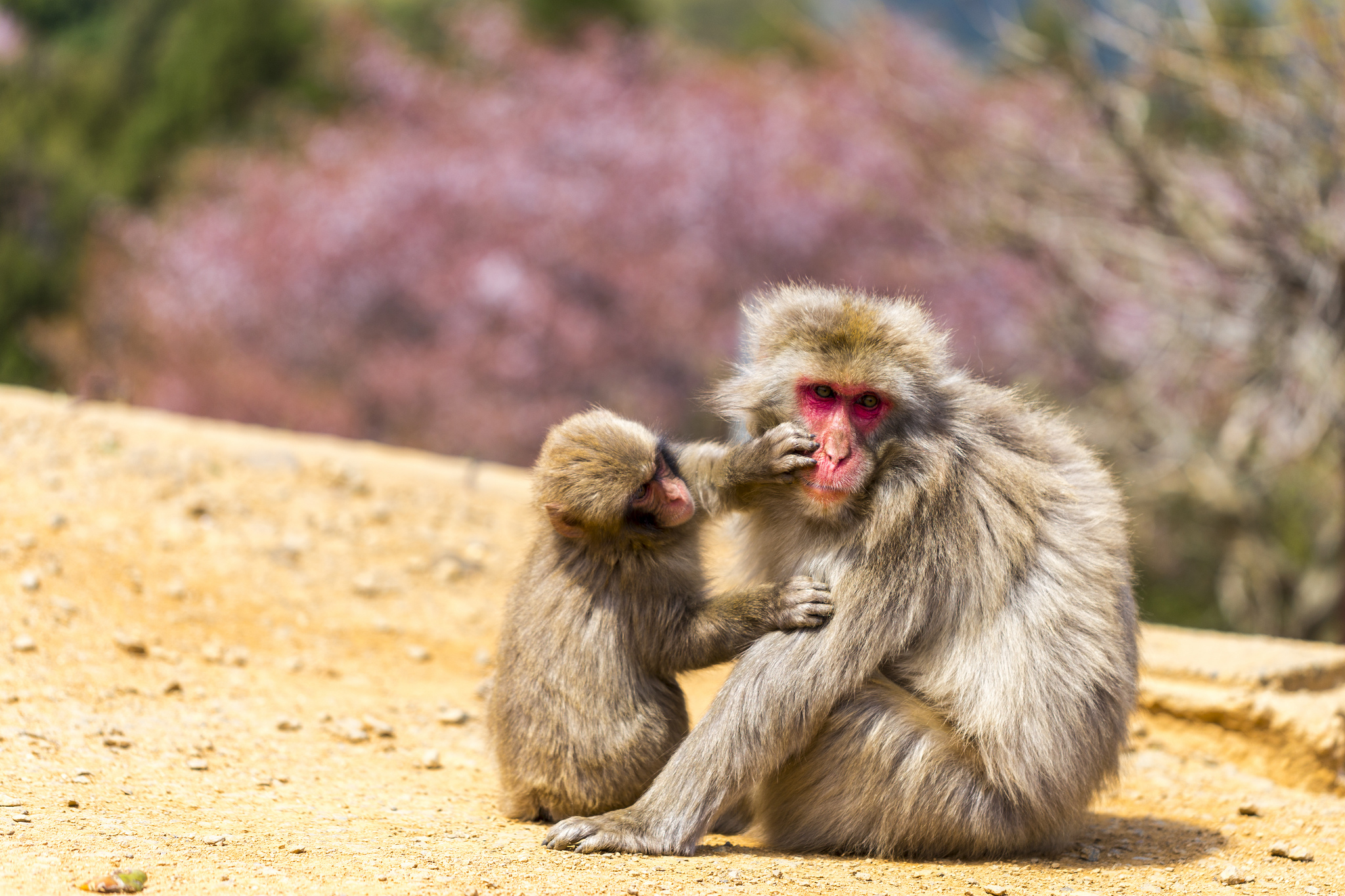 Скачати мобільні шпалери Мавпи, Мавпа, Тварина, Розмиття, Японська Макака, Дитинча Тварини безкоштовно.