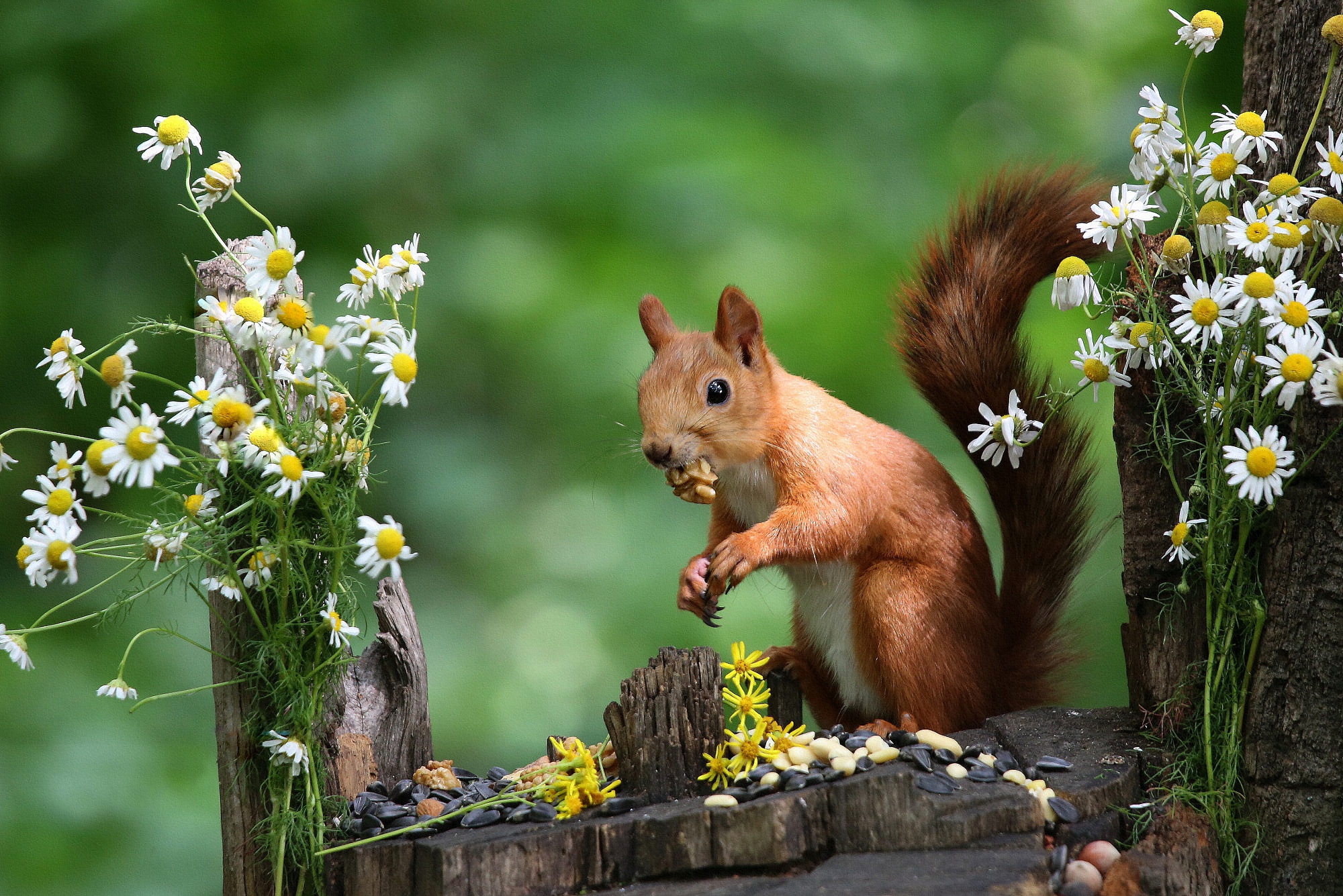 Free download wallpaper Squirrel, Animal, Rodent on your PC desktop