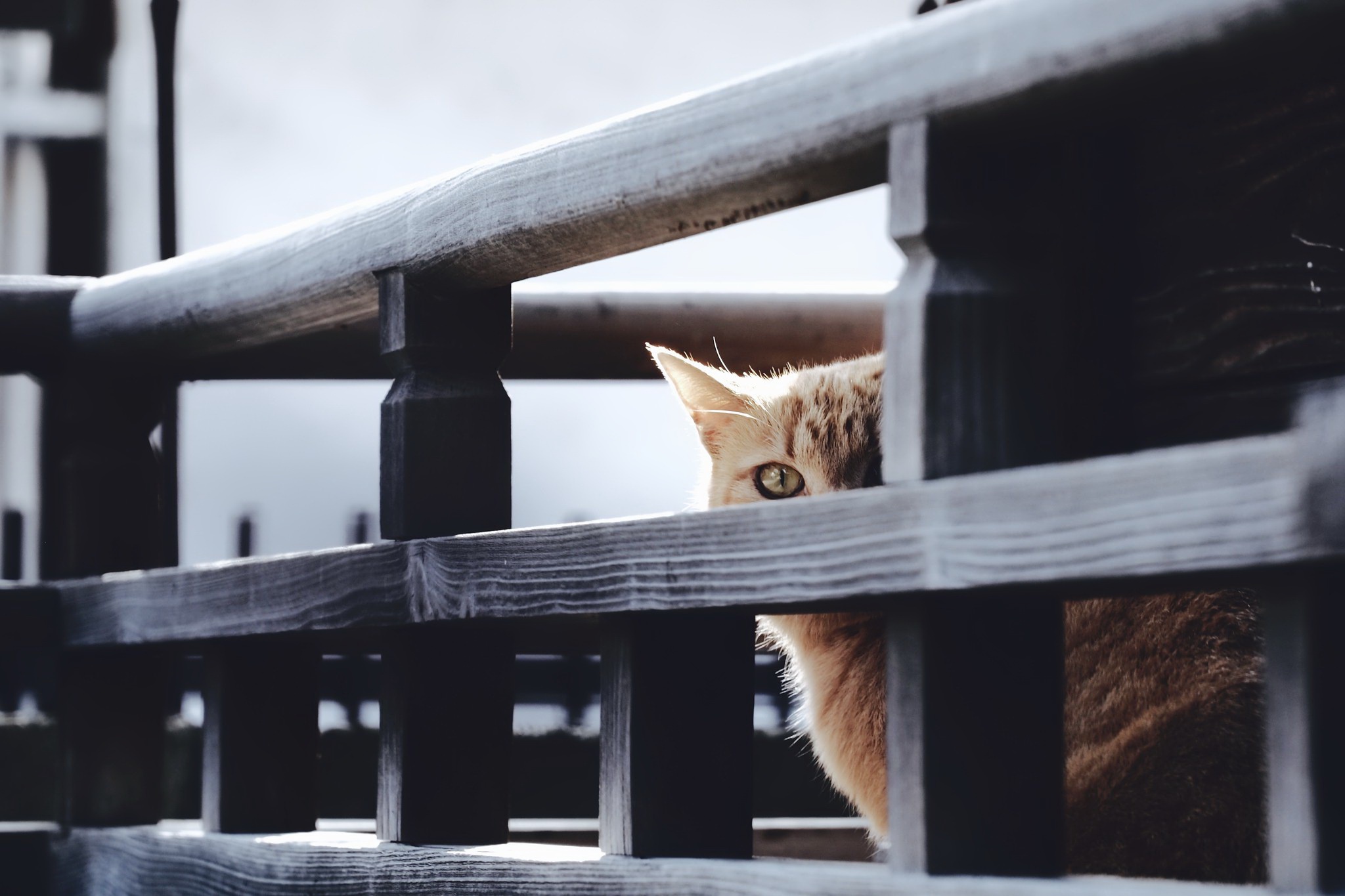 498257 Protetores de tela e papéis de parede Gatos em seu telefone. Baixe  fotos gratuitamente