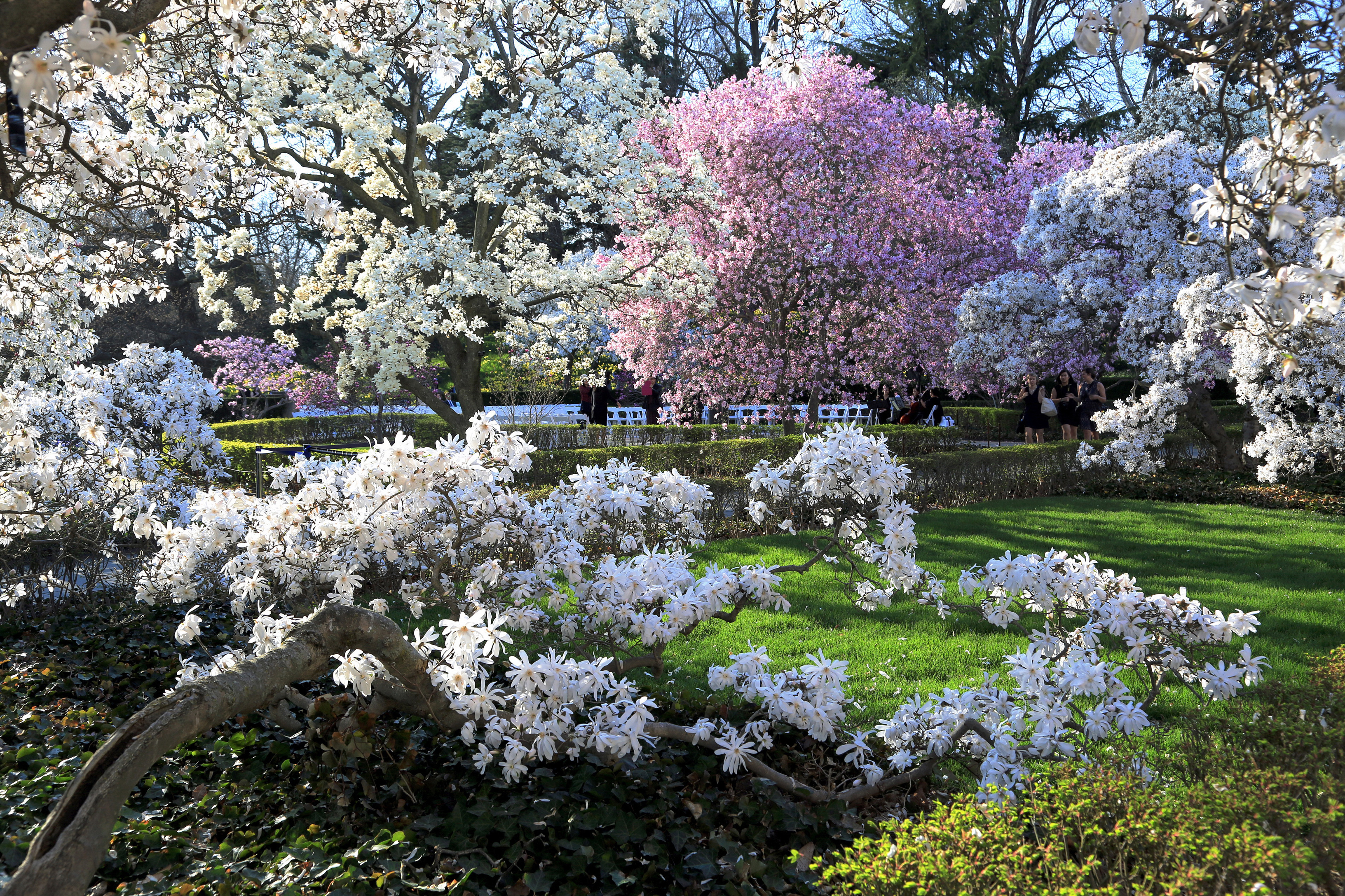 無料モバイル壁紙木, 花, 公園, 春, 写真撮影をダウンロードします。