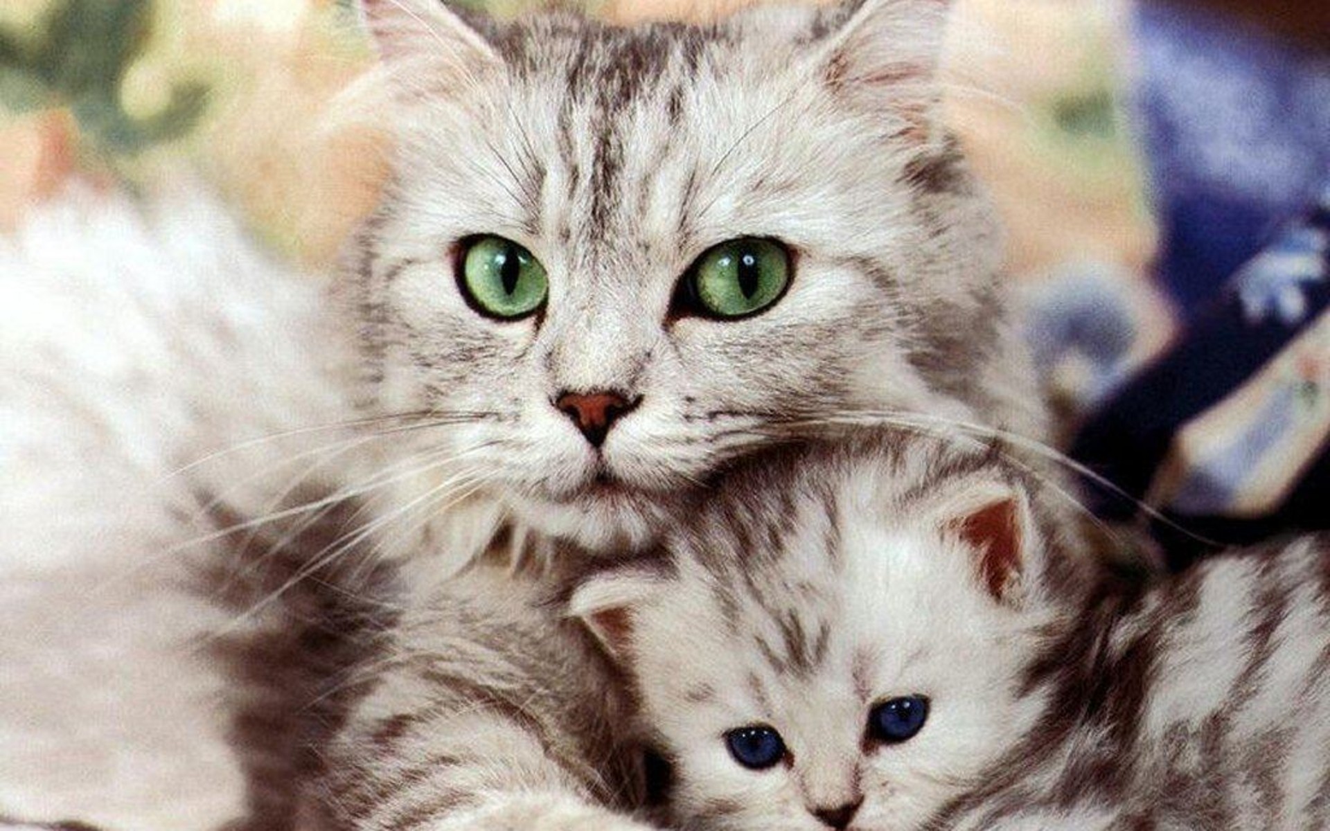 Download mobile wallpaper Cat, Kitten, Animal for free.