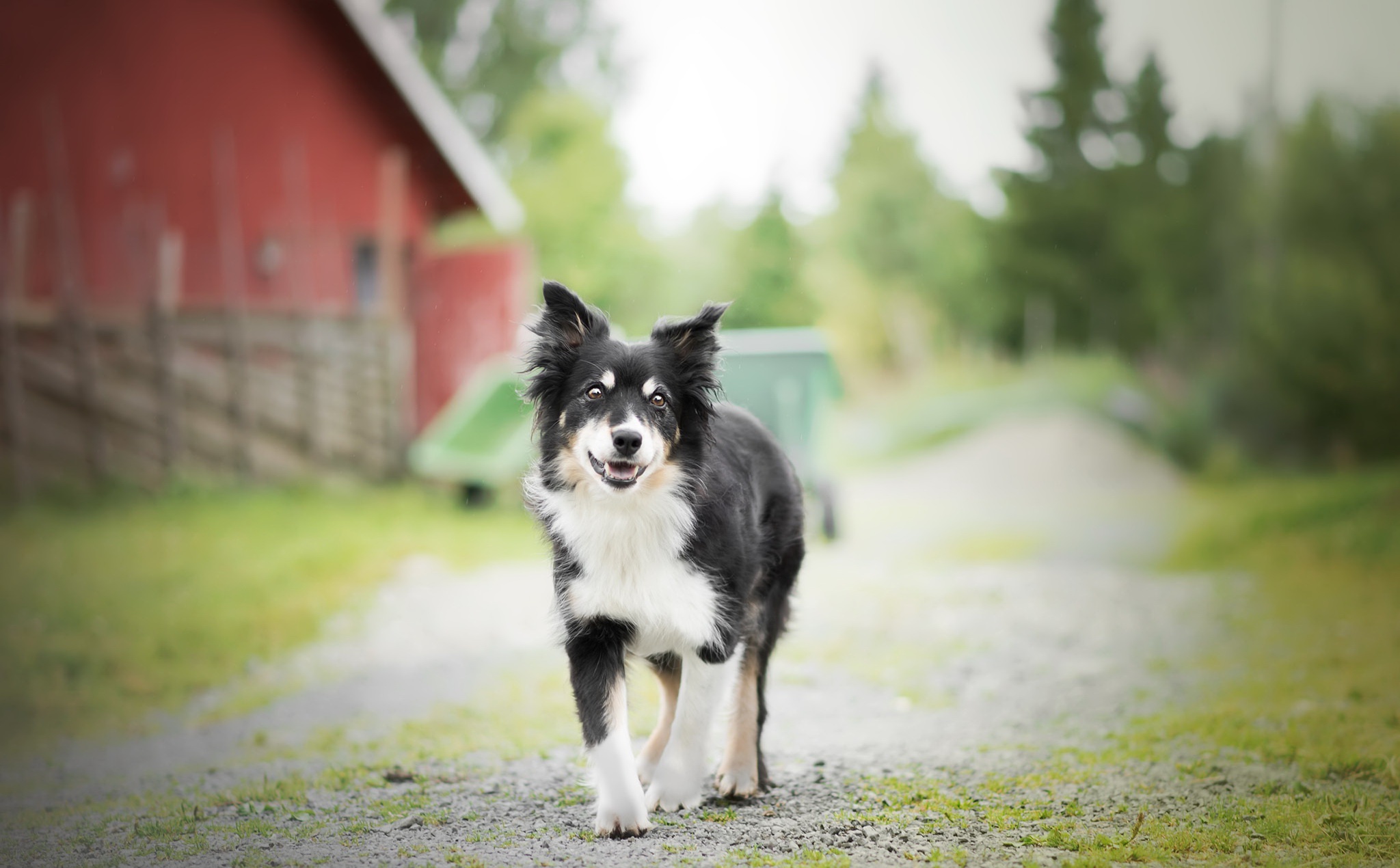 Free download wallpaper Dogs, Dog, Animal, Border Collie, Depth Of Field on your PC desktop