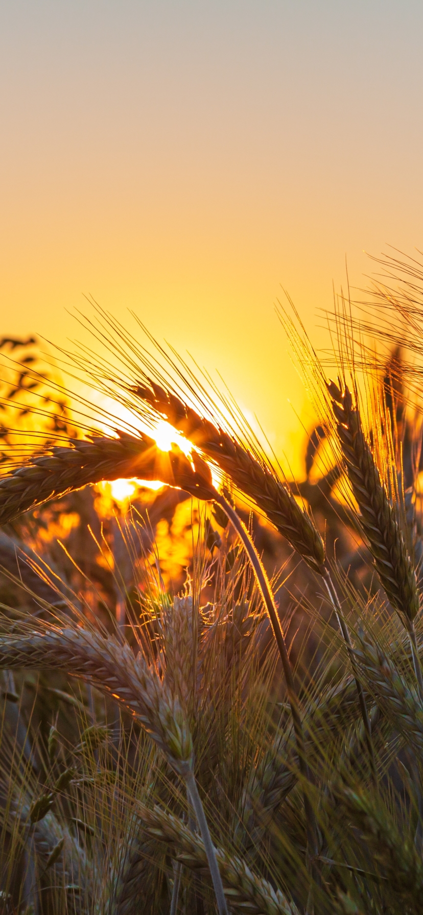 Download mobile wallpaper Wheat, Close Up, Earth for free.