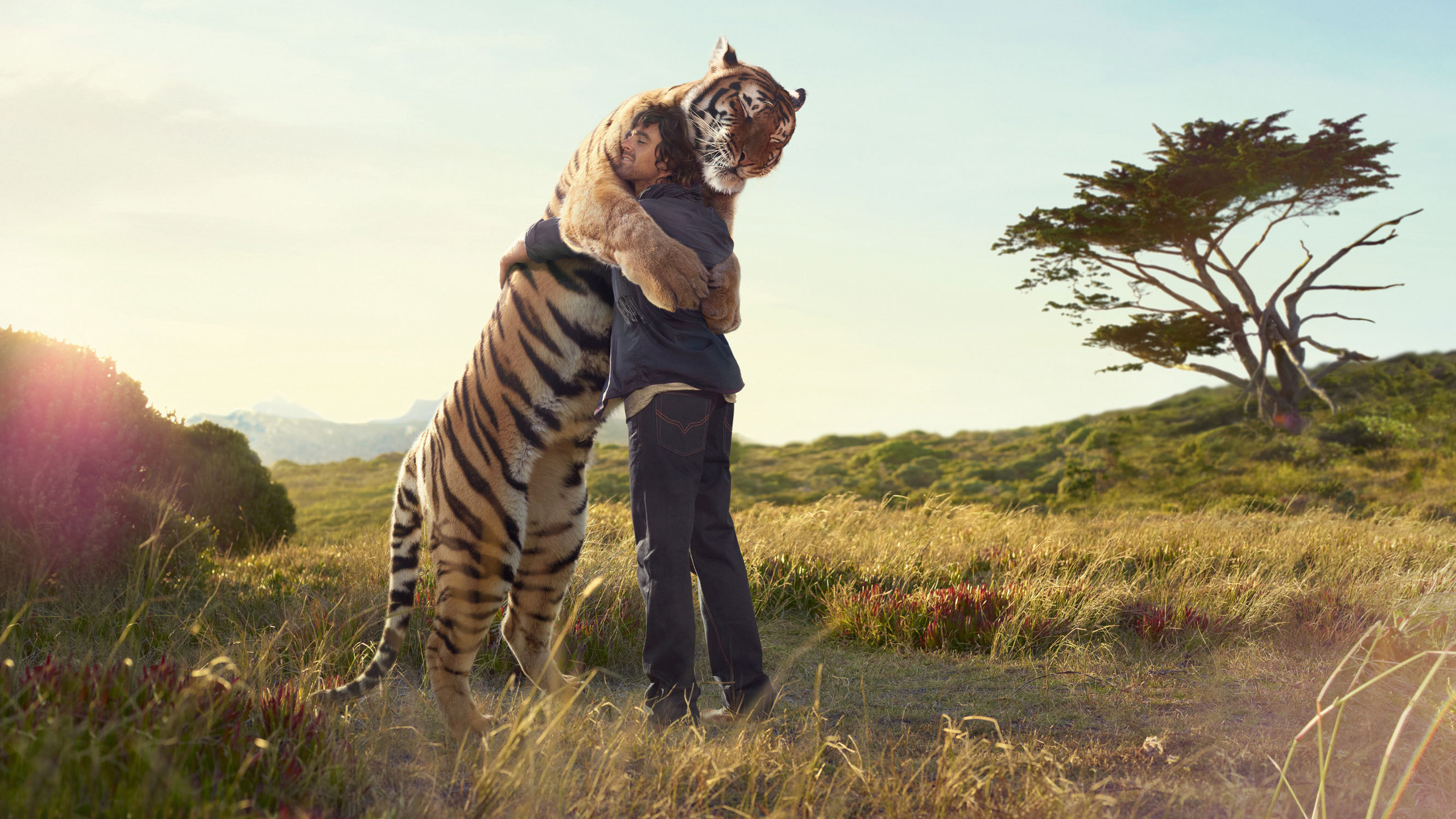 Скачать картинку Животные, Кошки, Тигр, Любовь в телефон бесплатно.