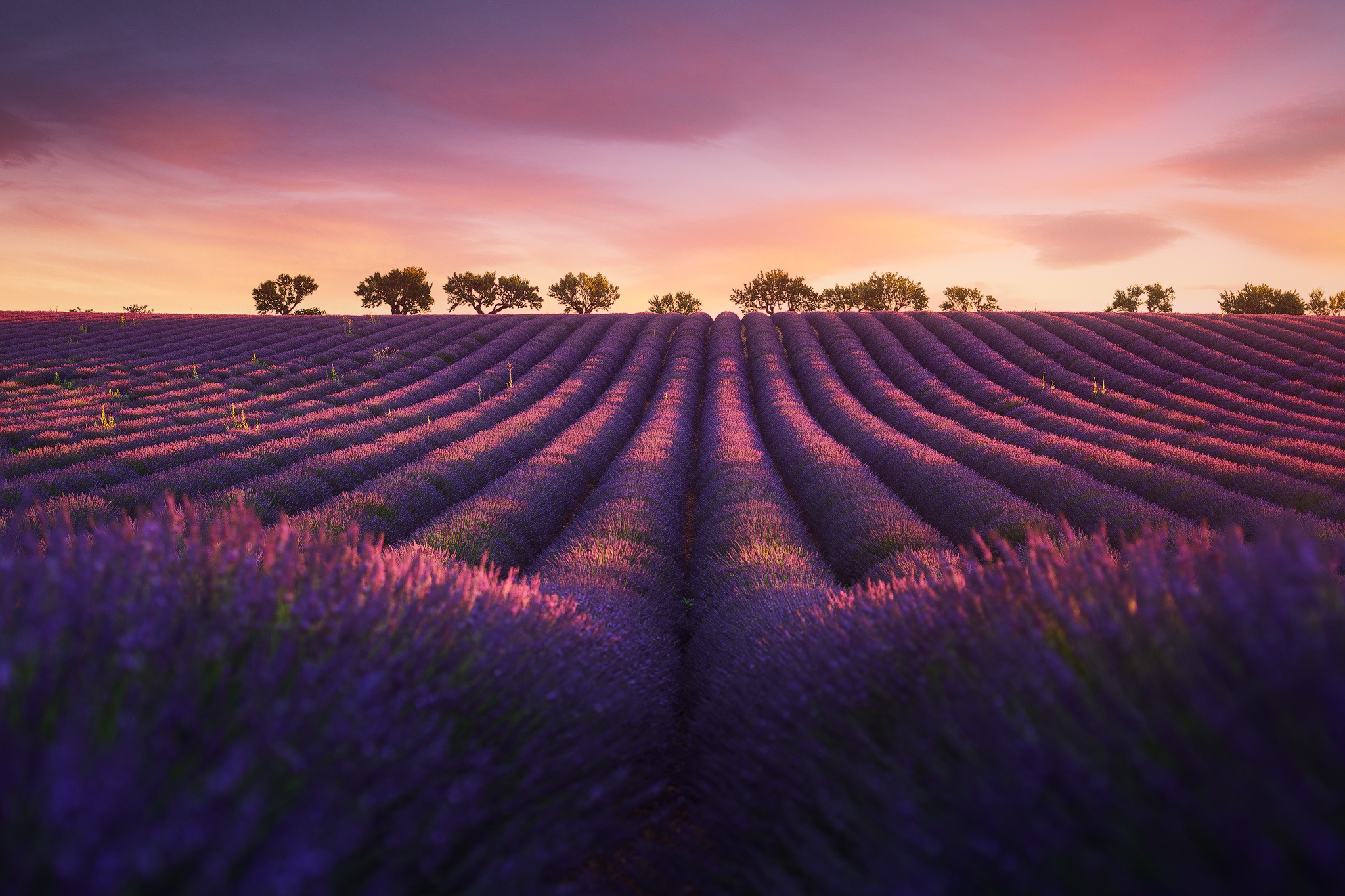 Free download wallpaper Nature, Flowers, Summer, Flower, Earth, Field, Lavender, Purple Flower on your PC desktop