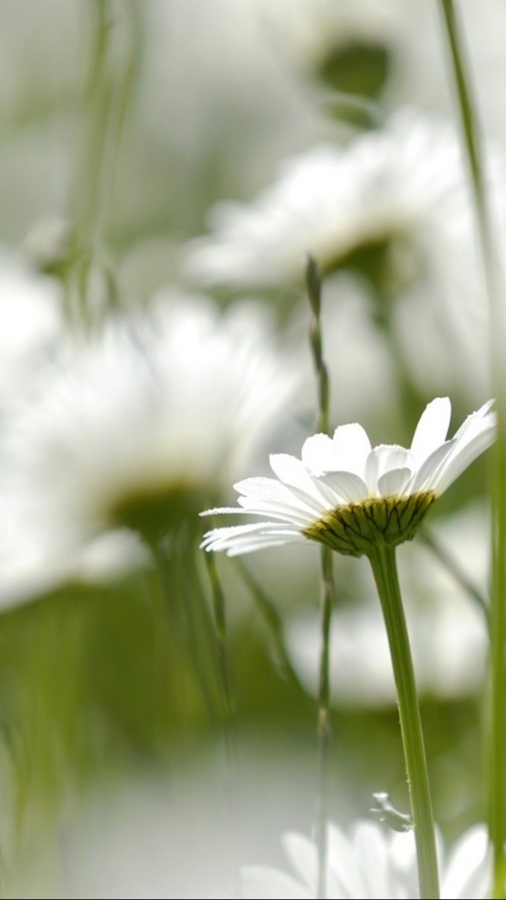 Descarga gratuita de fondo de pantalla para móvil de Flores, Flor, Tierra/naturaleza.