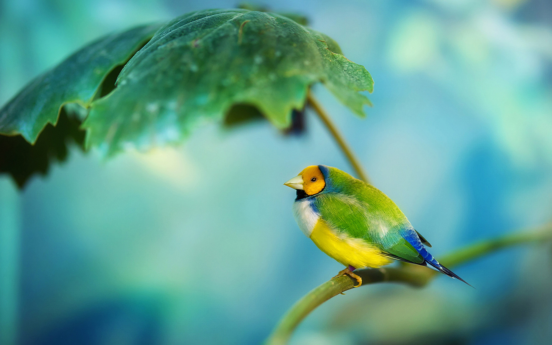 Téléchargez des papiers peints mobile Animaux, Oiseau, Des Oiseaux gratuitement.