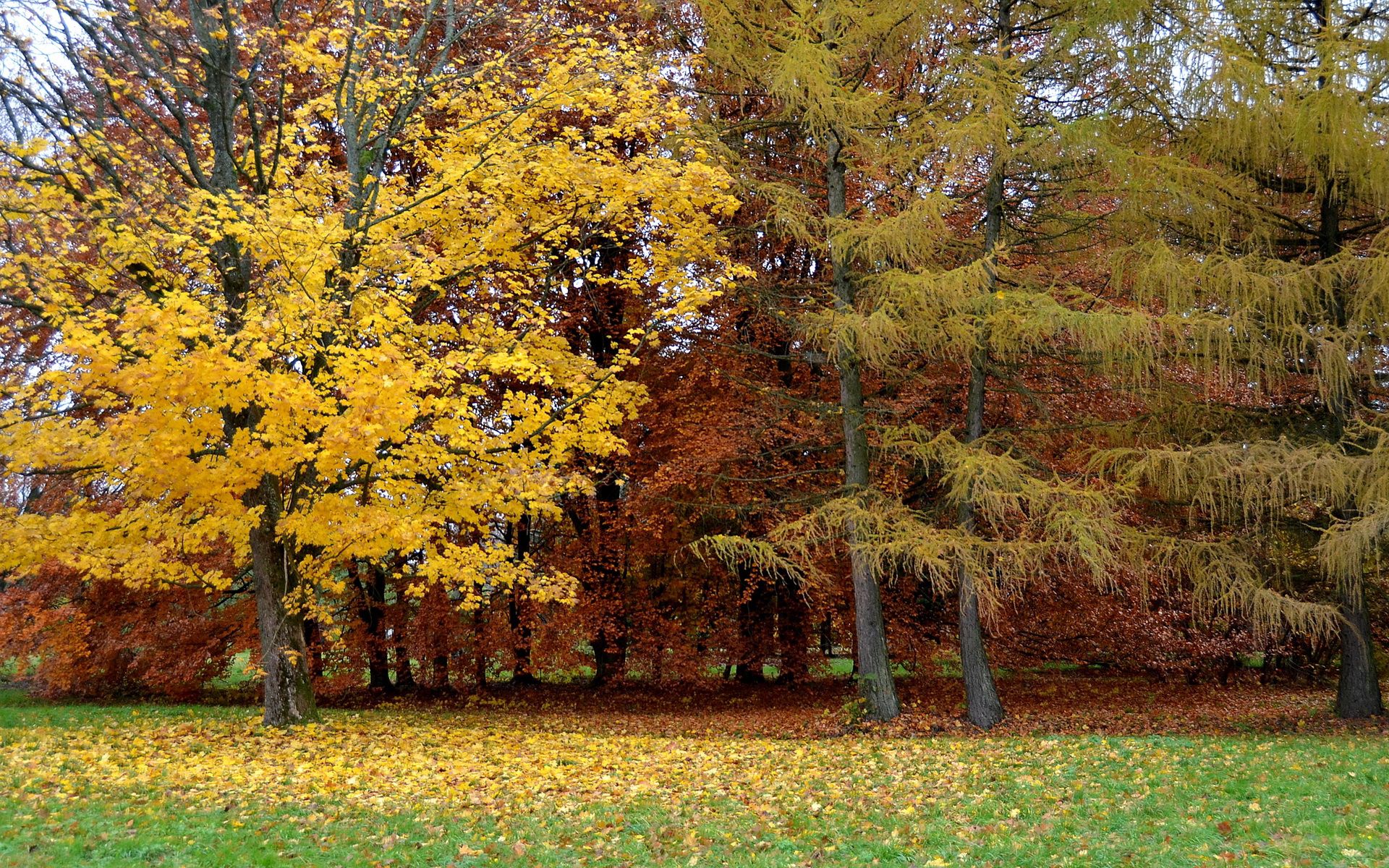 50435 скачать картинку листопад, осень, природа, деревья, парк, литва - обои и заставки бесплатно