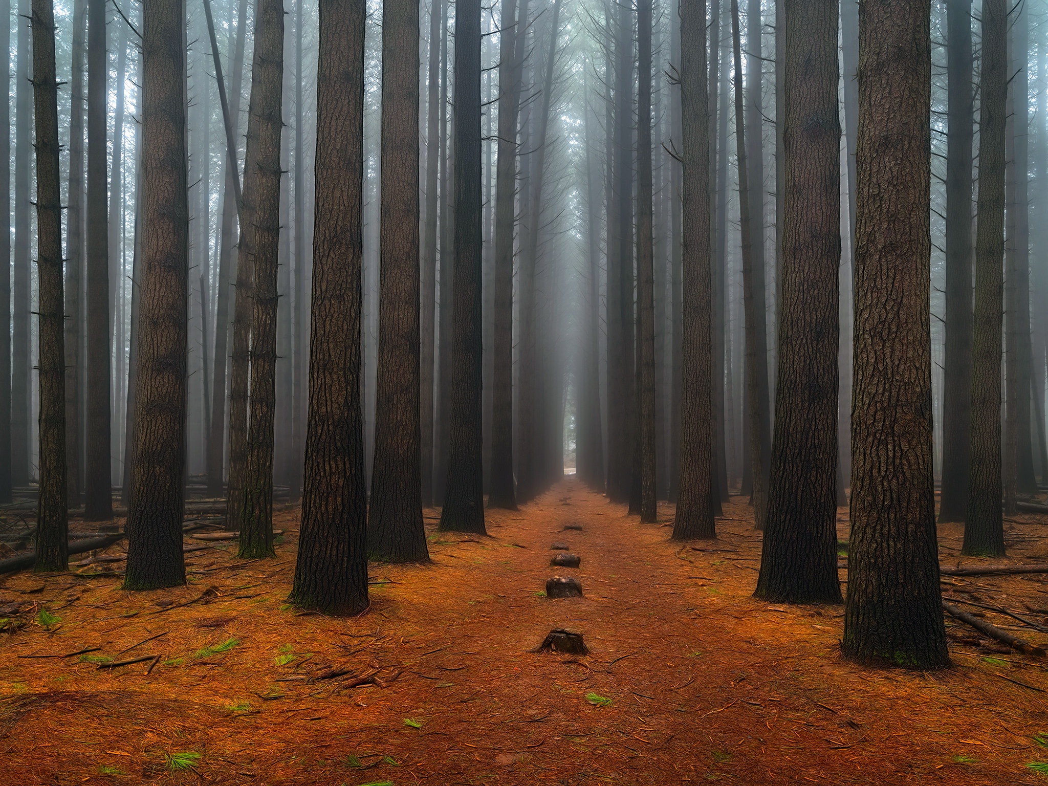 Laden Sie das Natur, Wald, Baum, Nebel, Pfad, Erde/natur-Bild kostenlos auf Ihren PC-Desktop herunter
