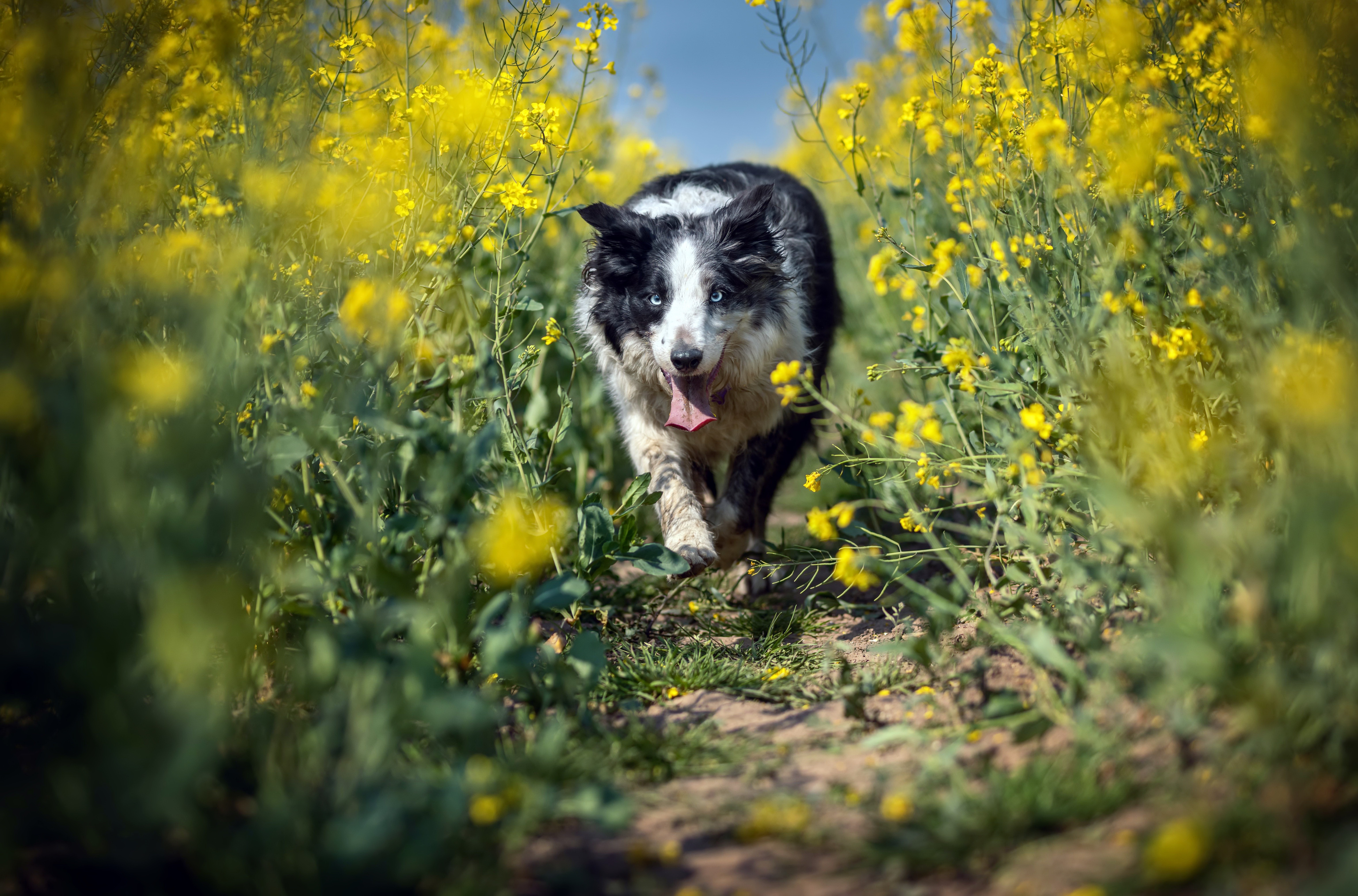 Free download wallpaper Dogs, Dog, Animal, Border Collie on your PC desktop