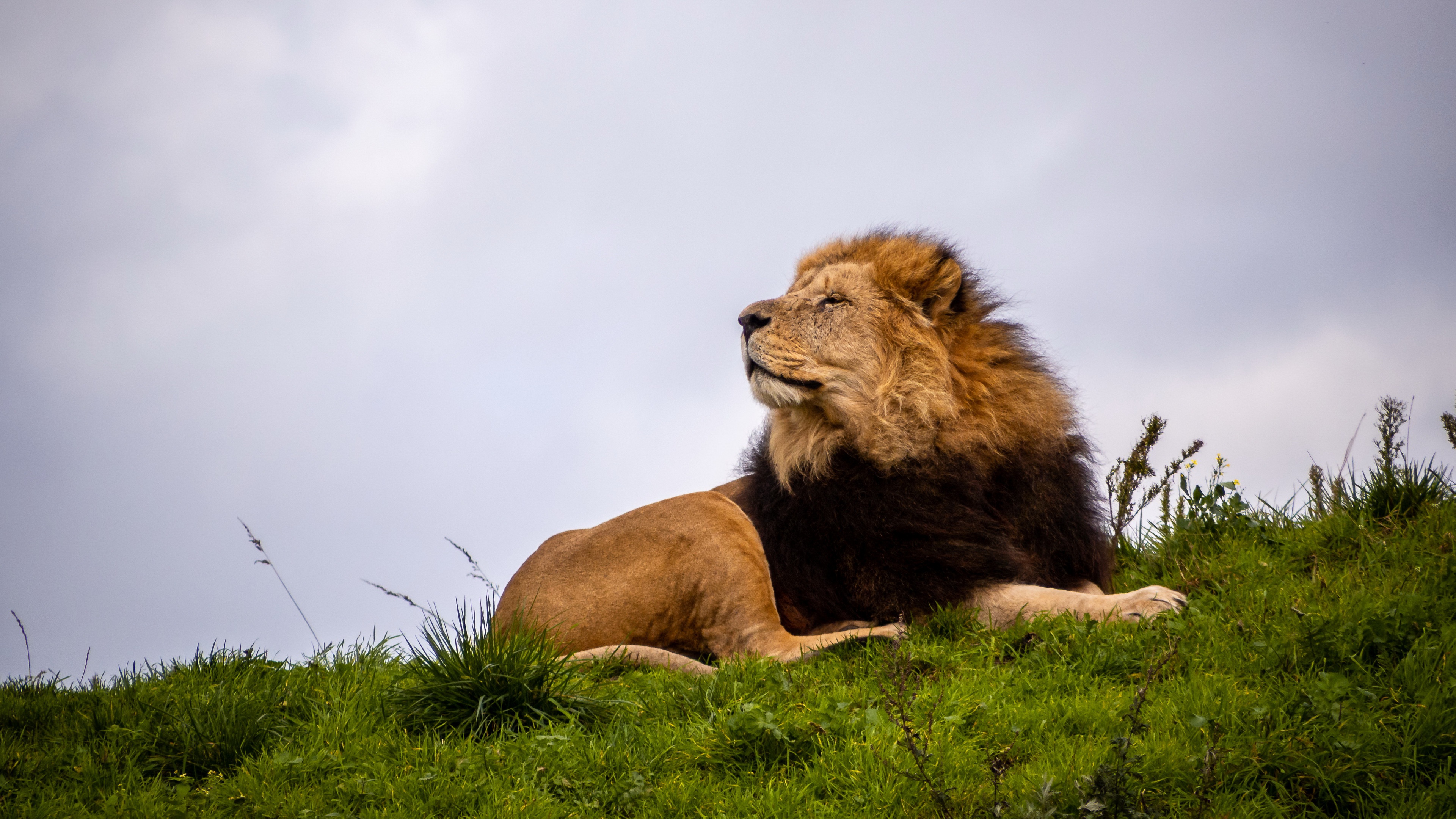 Téléchargez des papiers peints mobile Animaux, Chats, Lion gratuitement.