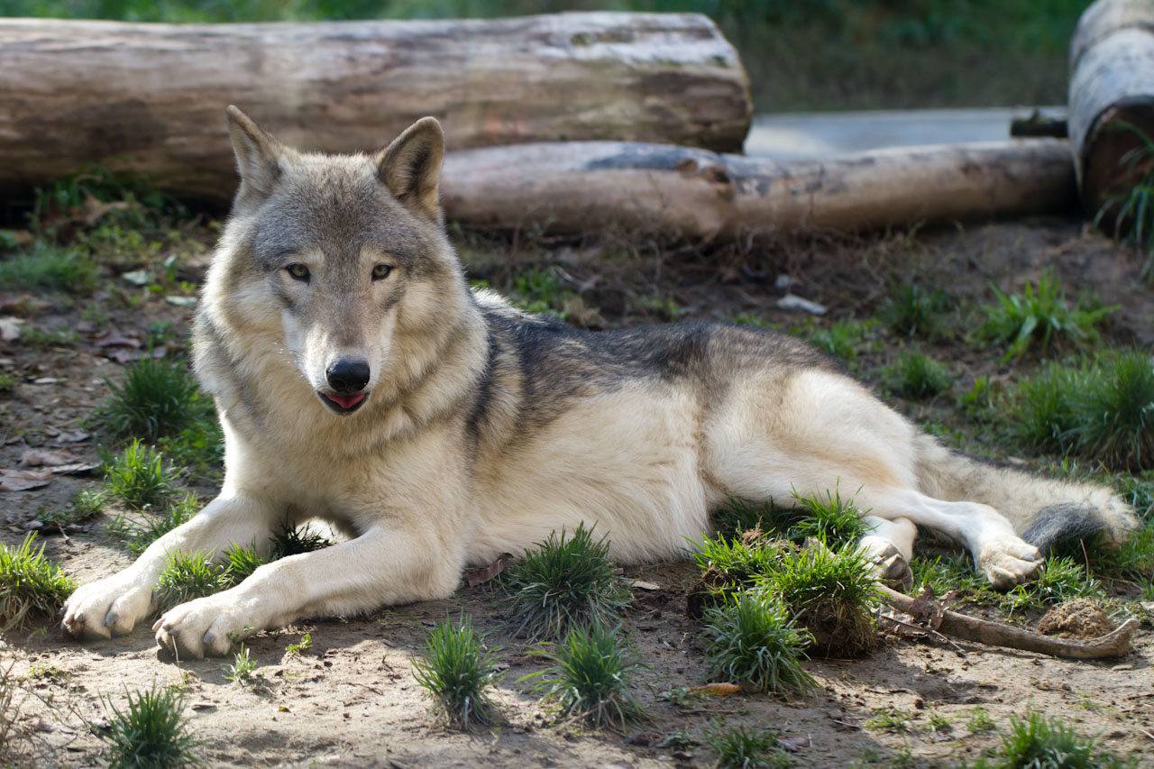 Handy-Wallpaper Tiere, Wolf kostenlos herunterladen.