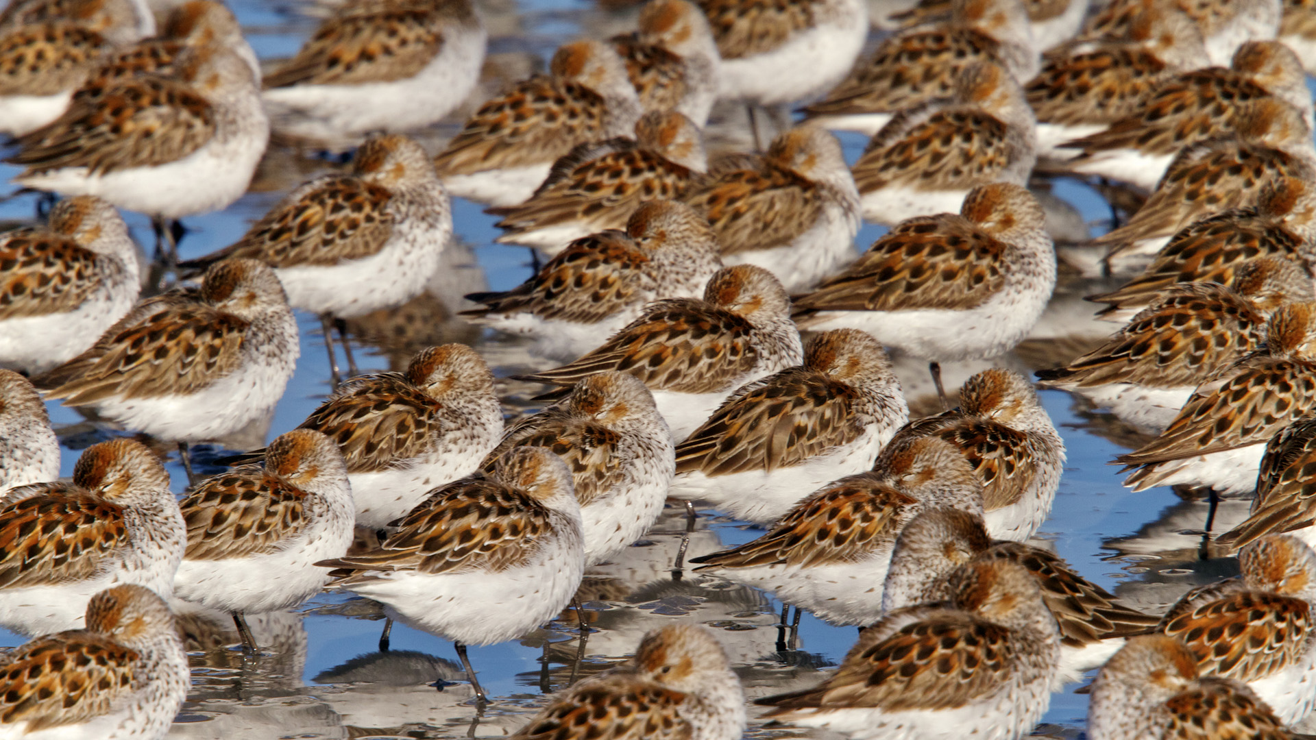 Laden Sie das Vogel, Vögel, Tiere-Bild kostenlos auf Ihren PC-Desktop herunter