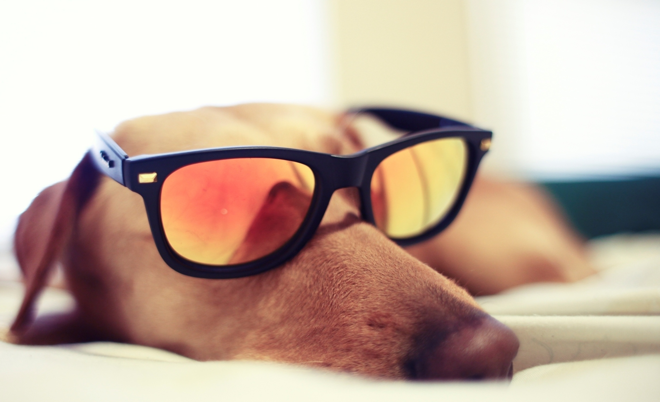Free download wallpaper Reflection, Dog, Muzzle, Sunglasses, Animals on your PC desktop