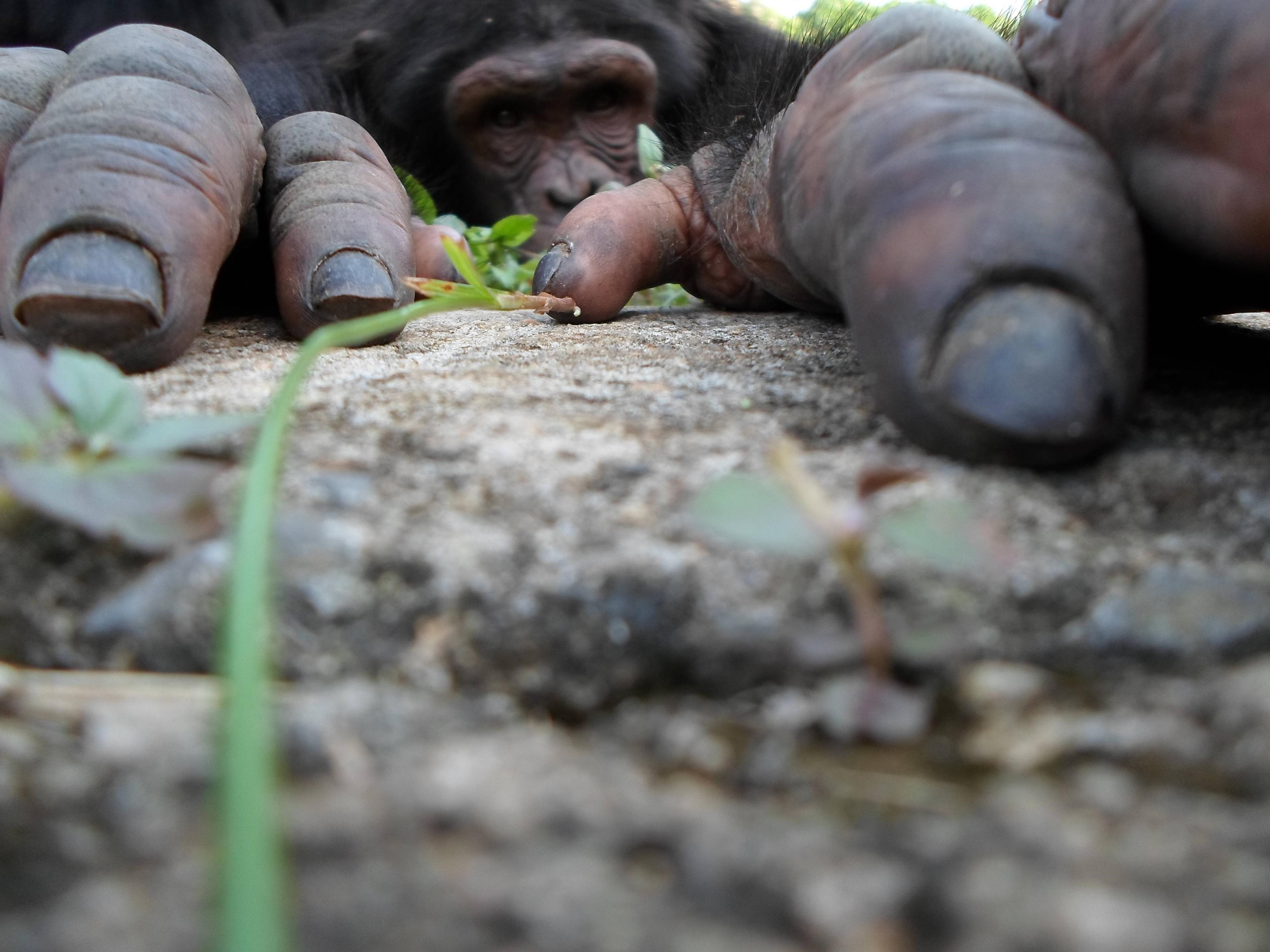 312472 descargar imagen animales, chimpancé, dedo, mano, monos: fondos de pantalla y protectores de pantalla gratis
