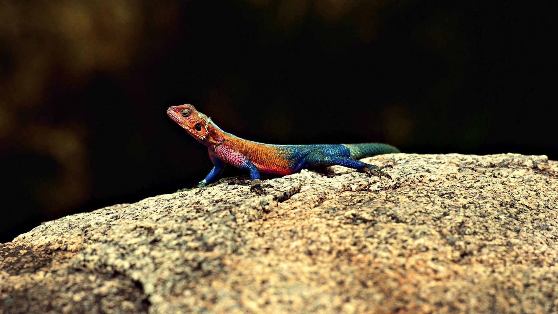Free download wallpaper Rock, Color, Lizard, Animals, Stone on your PC desktop