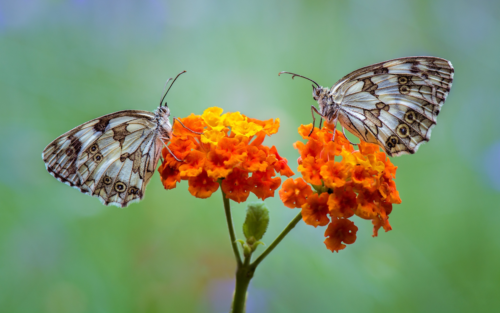 Free download wallpaper Flower, Macro, Insect, Butterfly, Animal, Orange Flower on your PC desktop