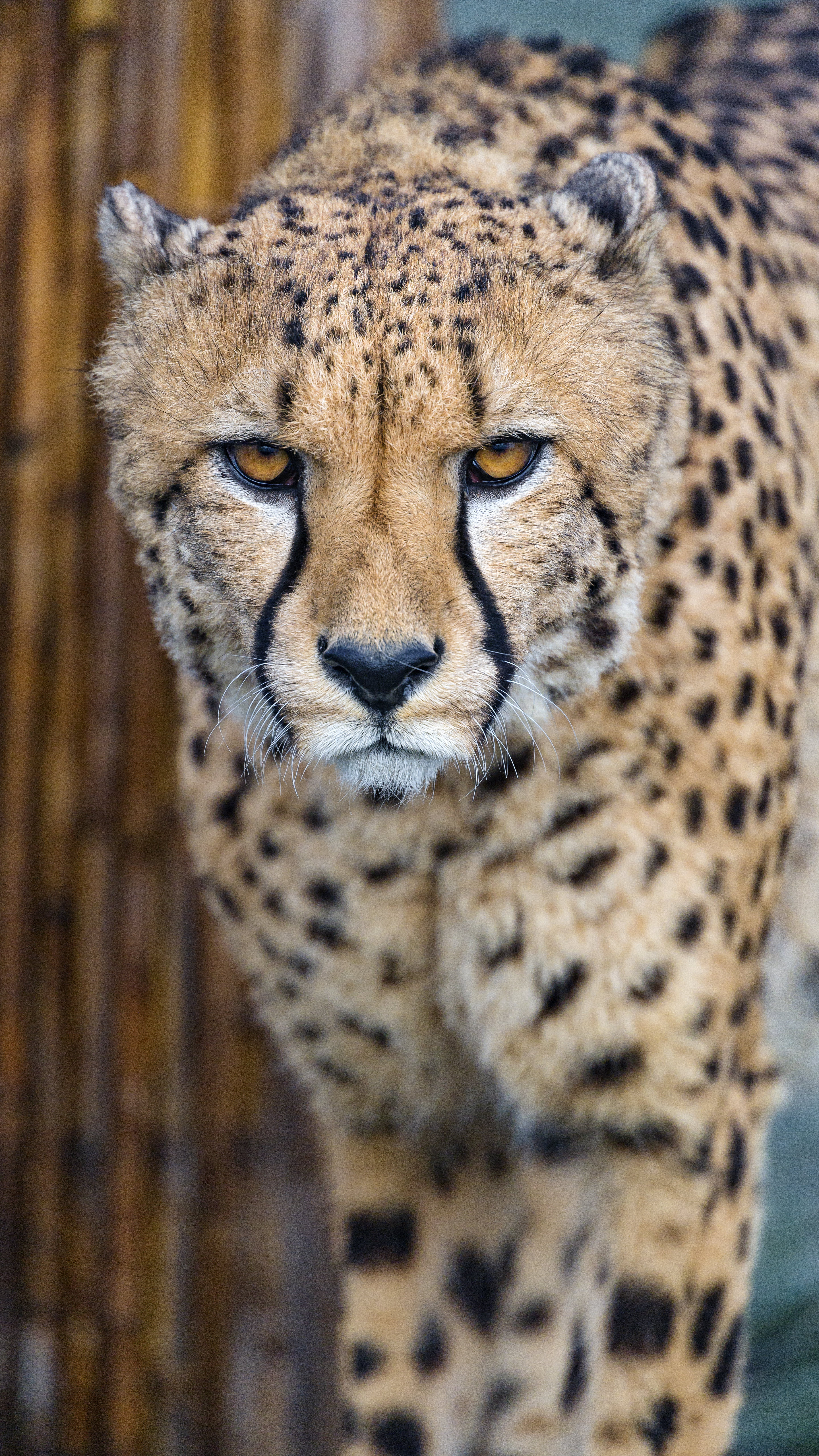 Free Cheetah Background