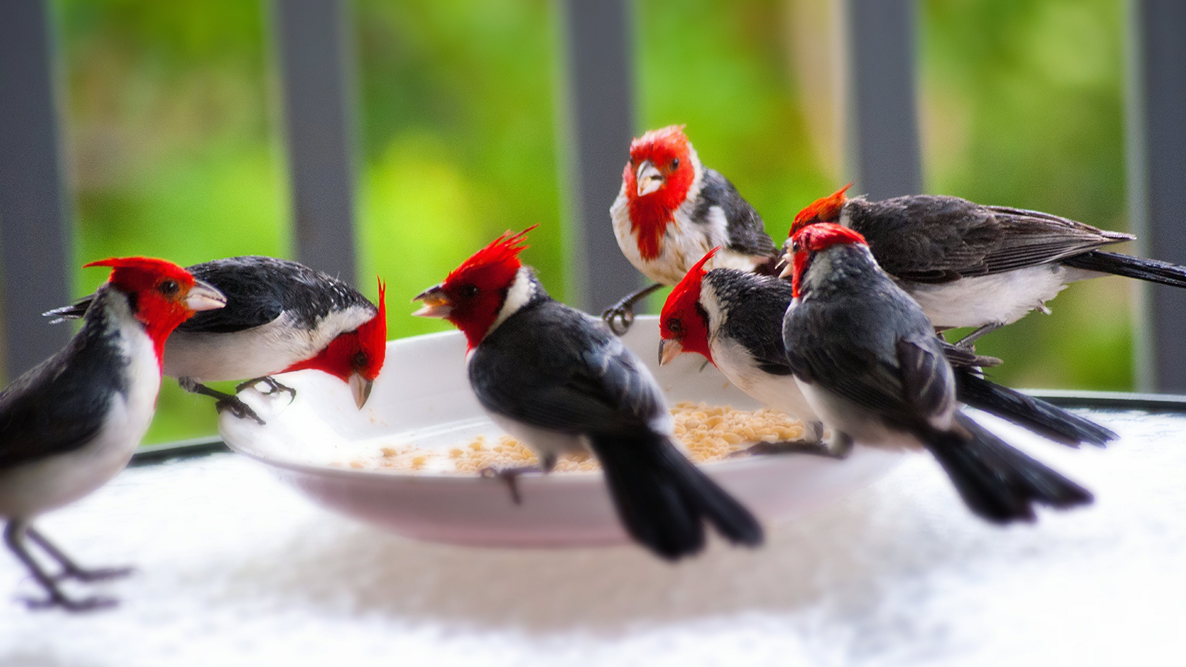無料モバイル壁紙動物, 鳥, 枢機卿, レッドクレステッドカーディナルをダウンロードします。