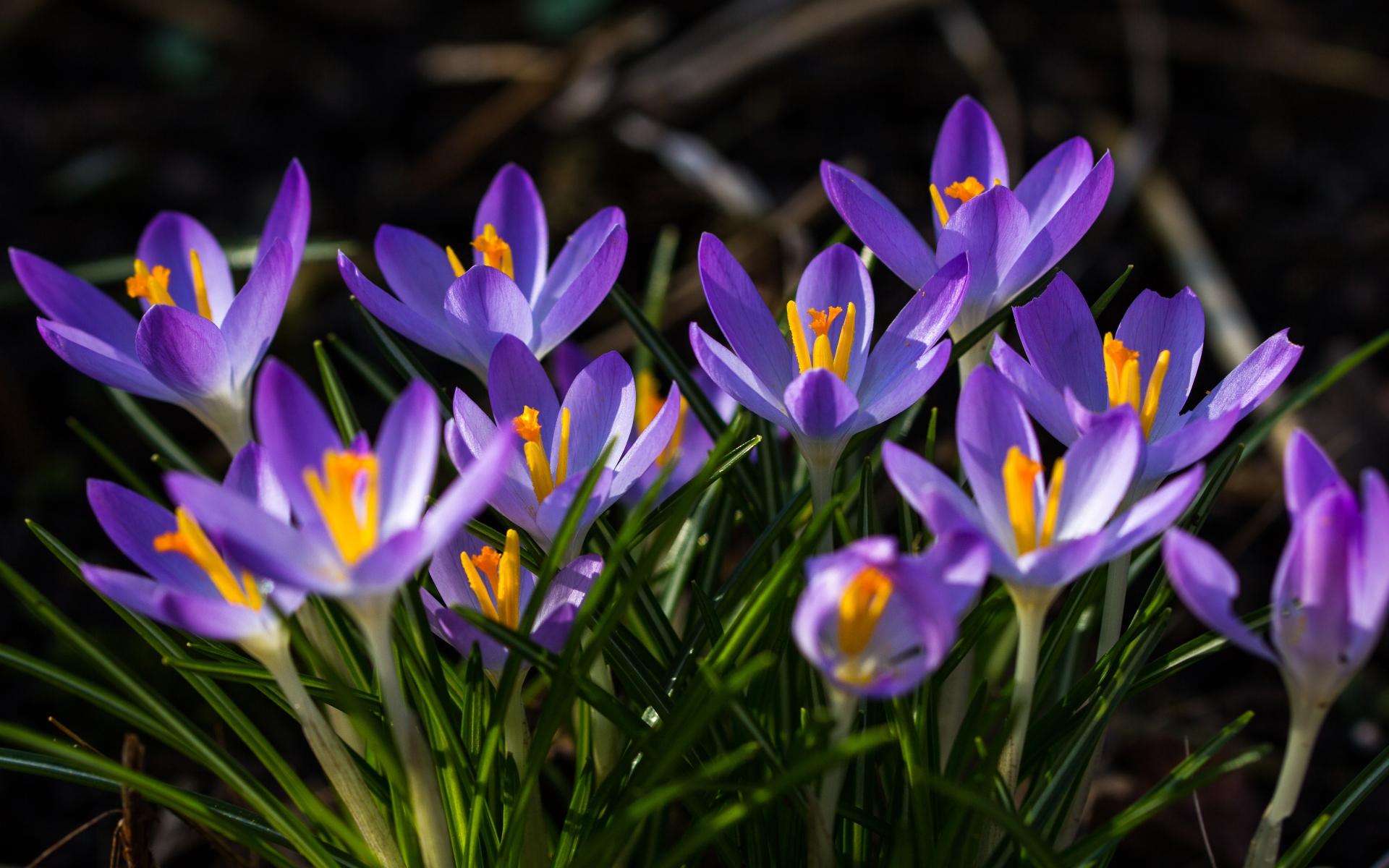 Téléchargez gratuitement l'image Fleurs, Crocus, Terre/nature sur le bureau de votre PC