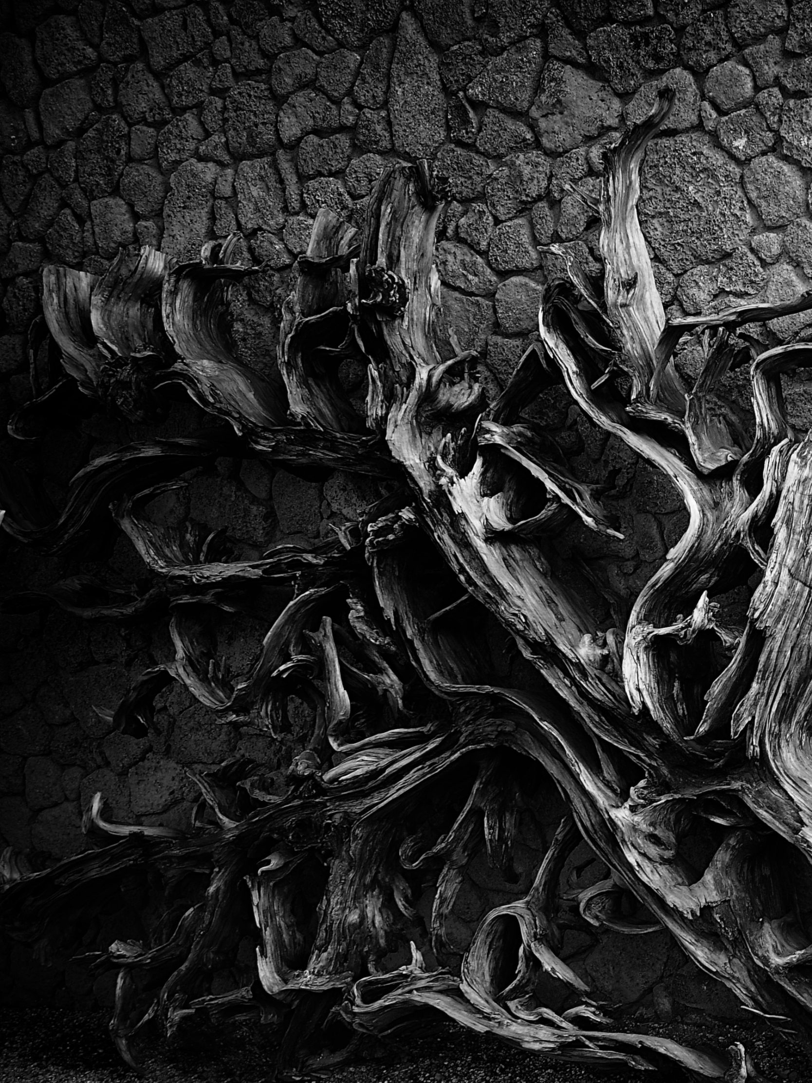 photography, black & white, dead tree Free Stock Photo