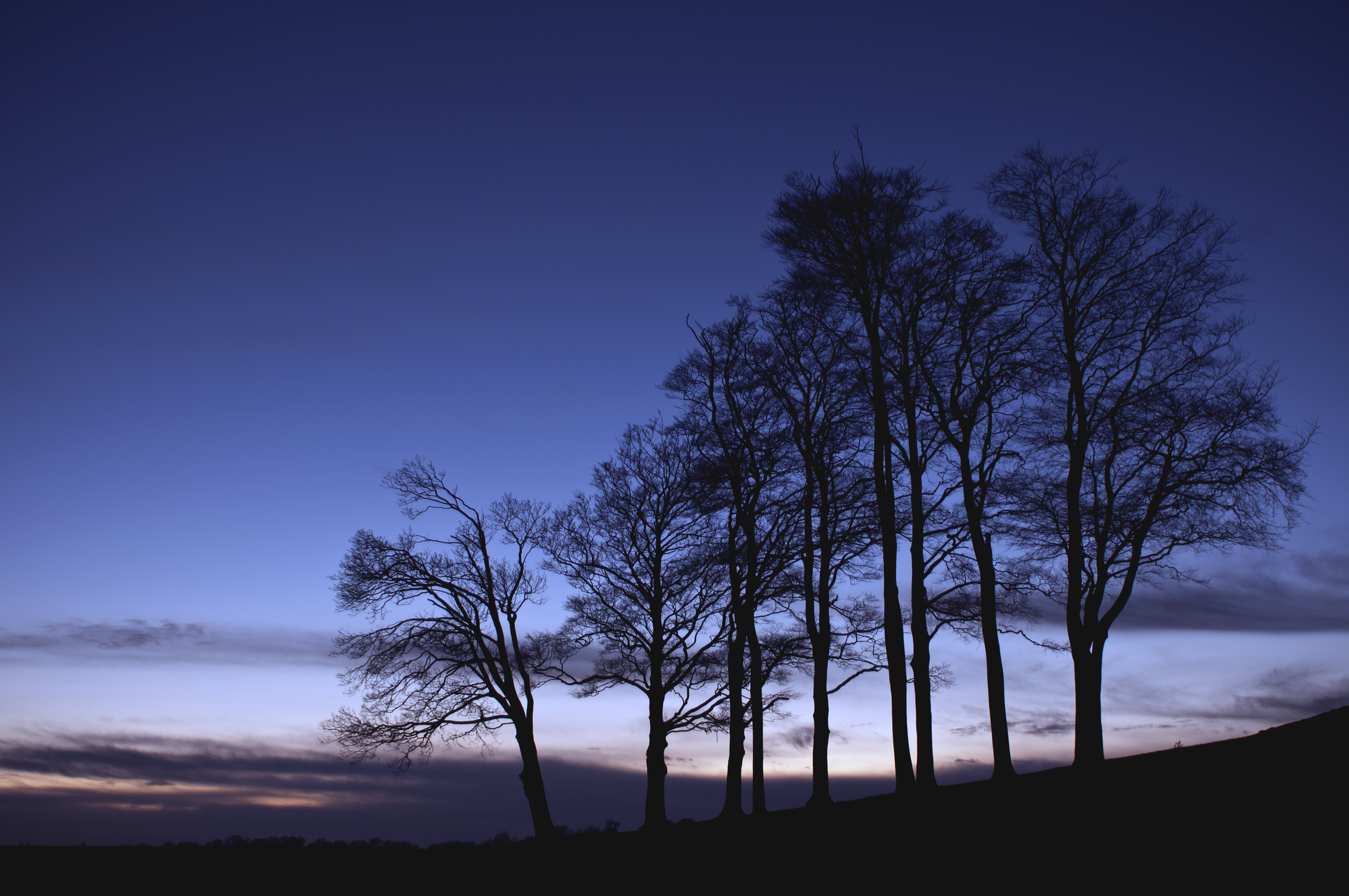 Laden Sie das Bäume, Sky, Silhouette, Geäst, Zweige, Dämmerung, Twilight, Natur-Bild kostenlos auf Ihren PC-Desktop herunter