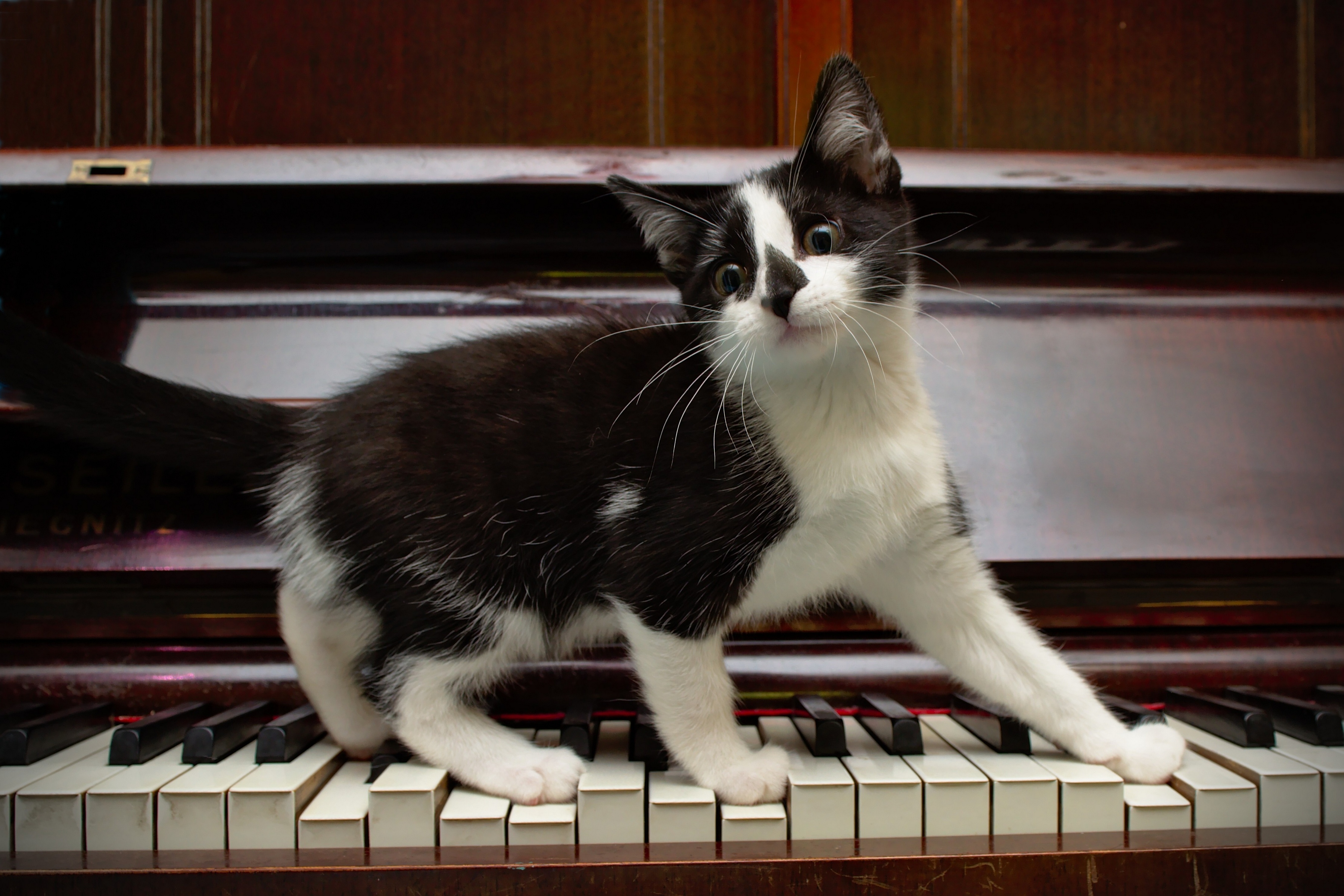 無料モバイル壁紙子猫, ネコ, ピアノ, 面白い, 猫, 動物をダウンロードします。