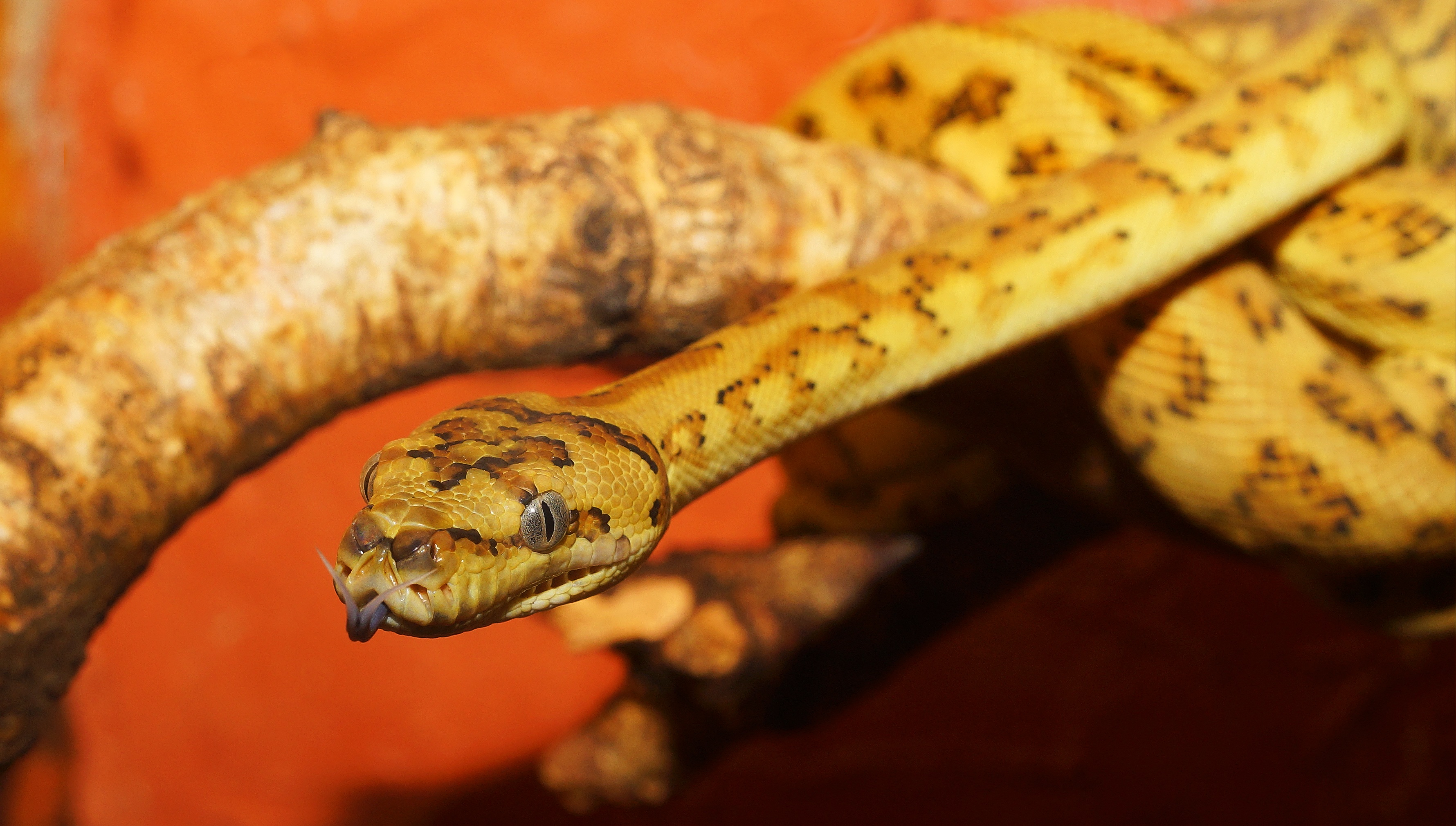 Handy-Wallpaper Tiere, Reptil, Schlange, Reptilien, Python kostenlos herunterladen.