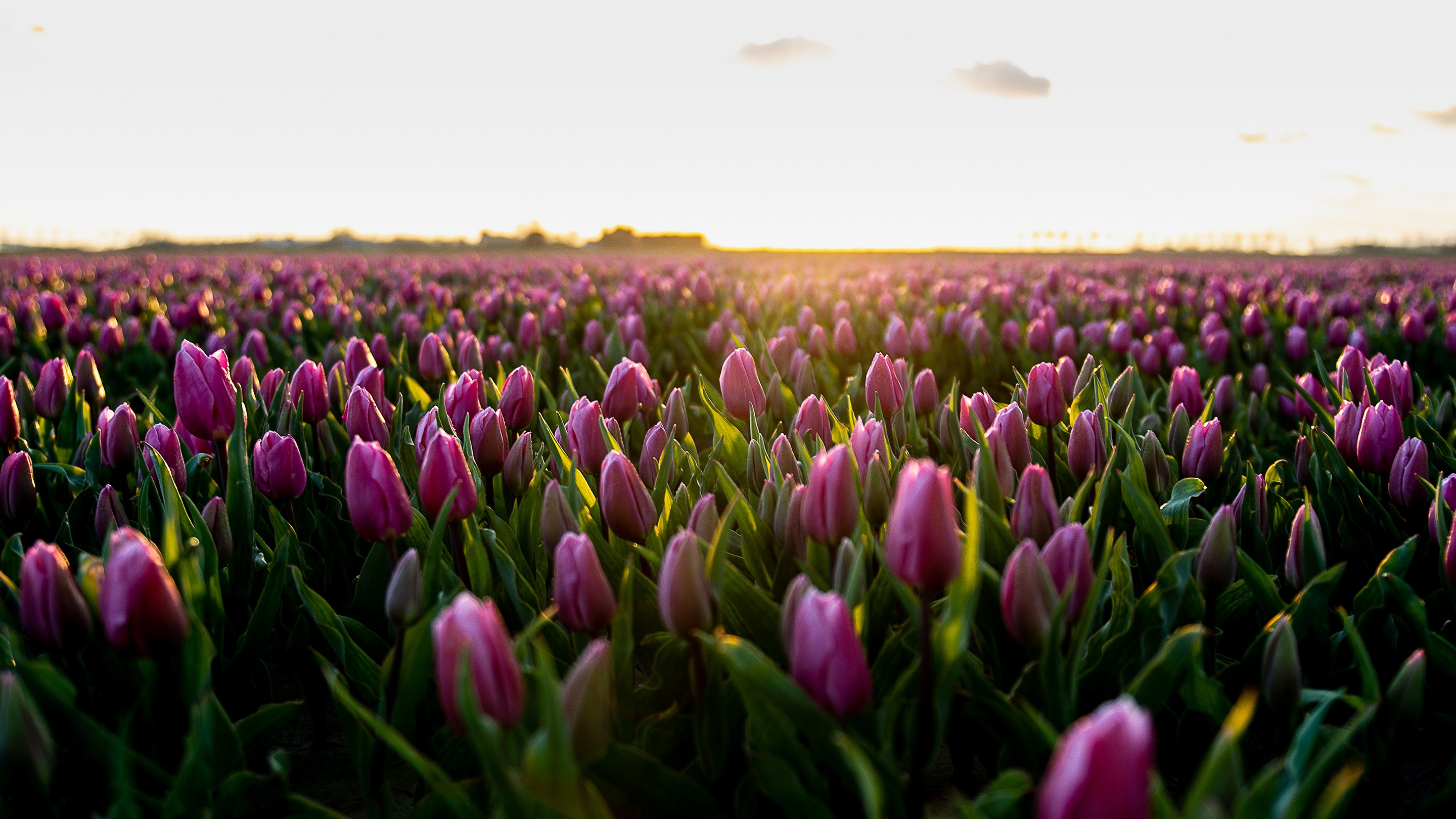 Free download wallpaper Flowers, Earth, Field, Tulip, Pink Flower on your PC desktop