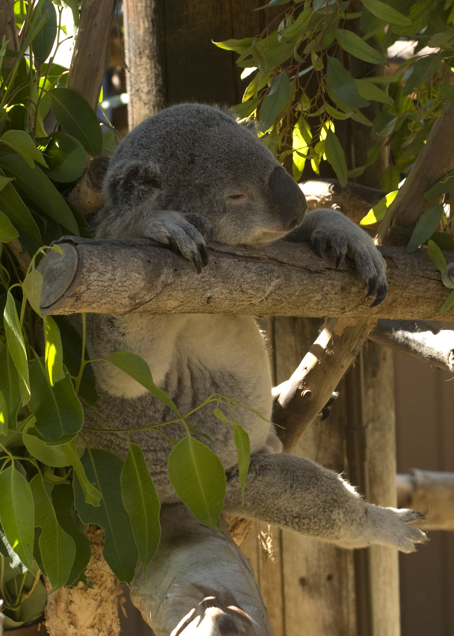 Download mobile wallpaper Sleep, Dream, Animal, Leaves, Animals, Koala, Funny for free.