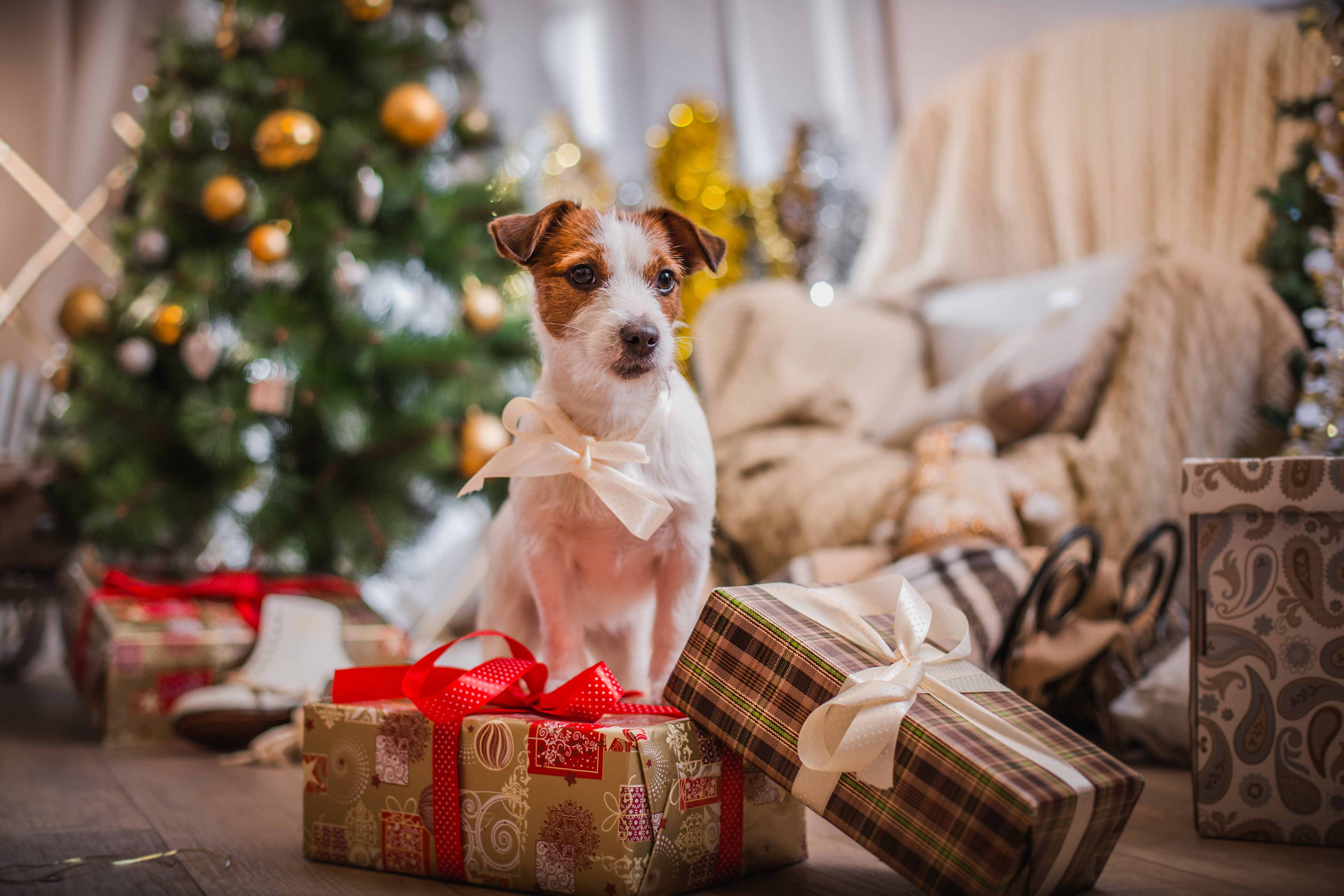 924461 скачать обои терьер, праздничные, рождество, собака, подарки - заставки и картинки бесплатно