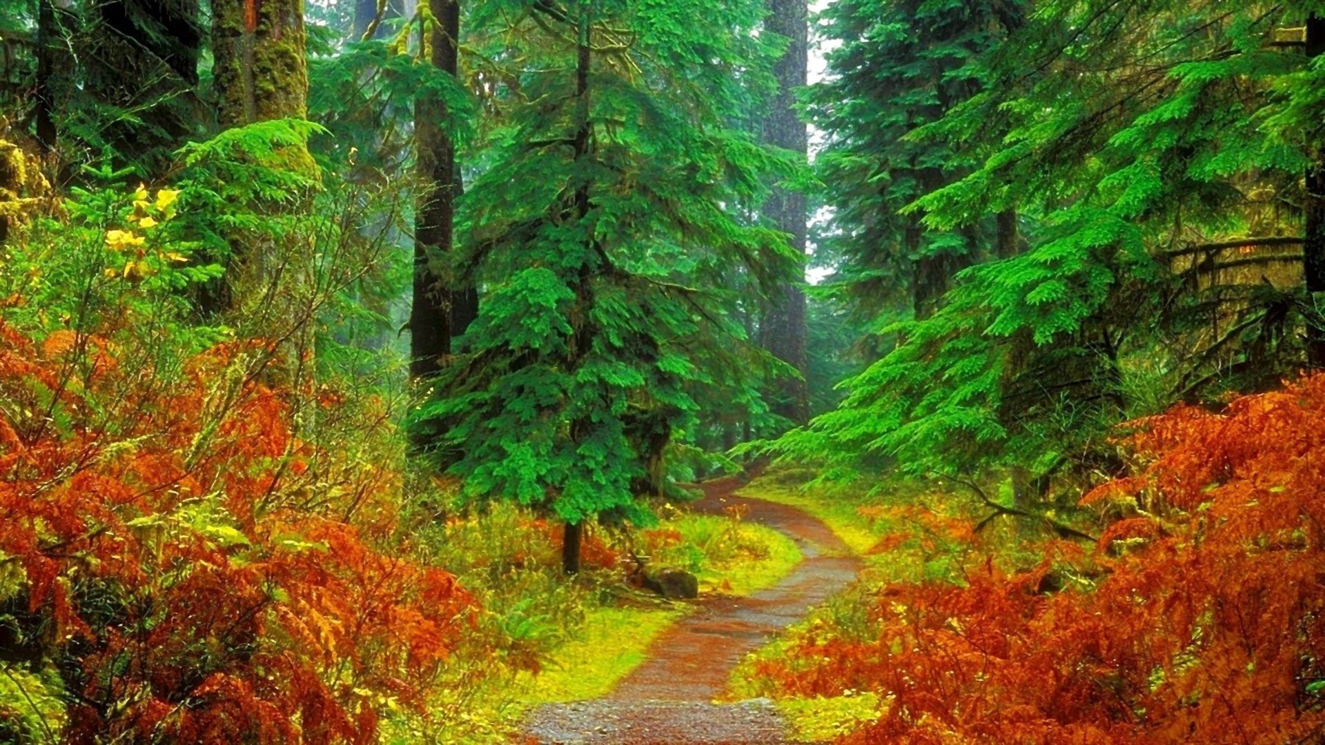 PCデスクトップに木, 秋, 道, 森, 色, マンメイド画像を無料でダウンロード