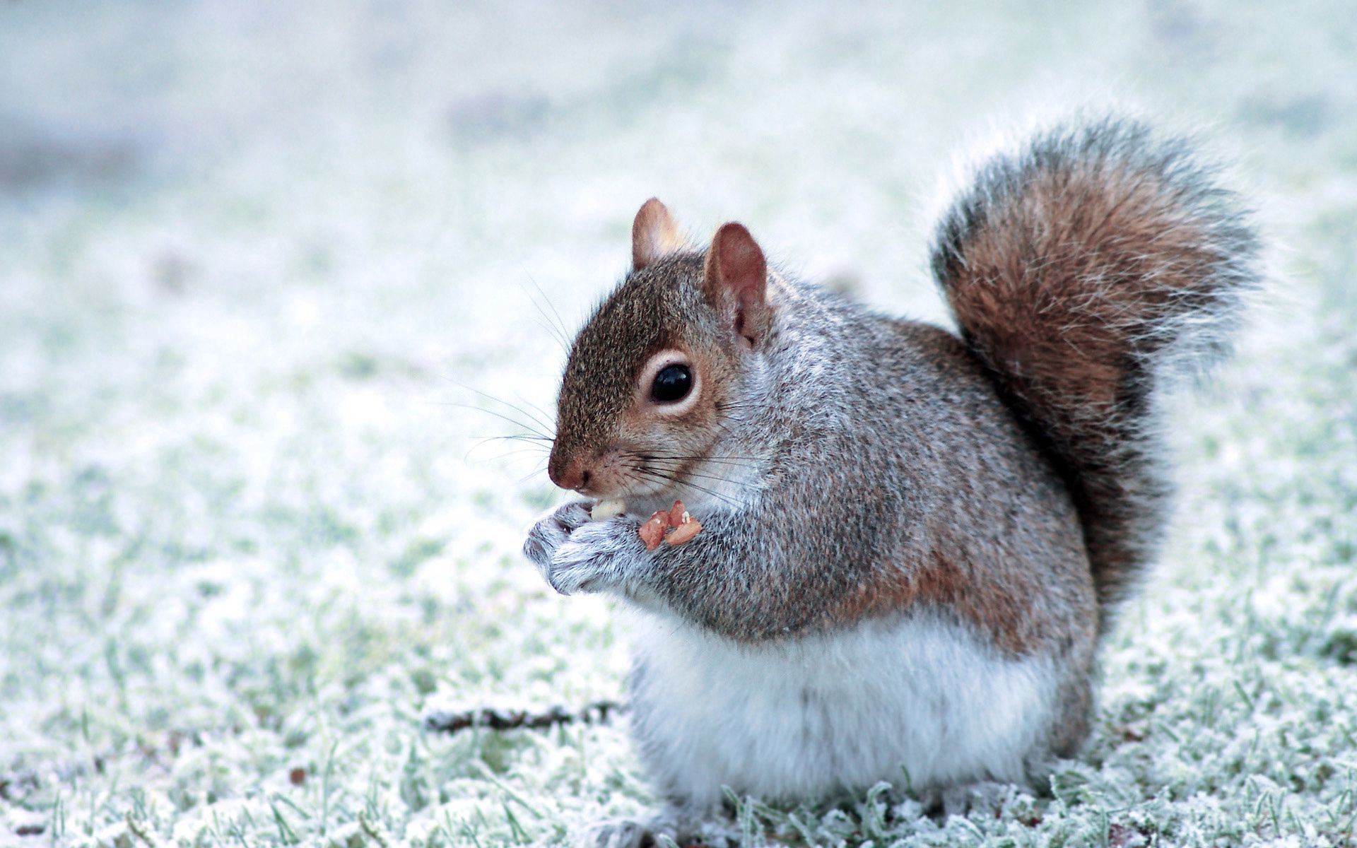 Free download wallpaper Animals, Food, Stroll, Tail, Squirrel on your PC desktop