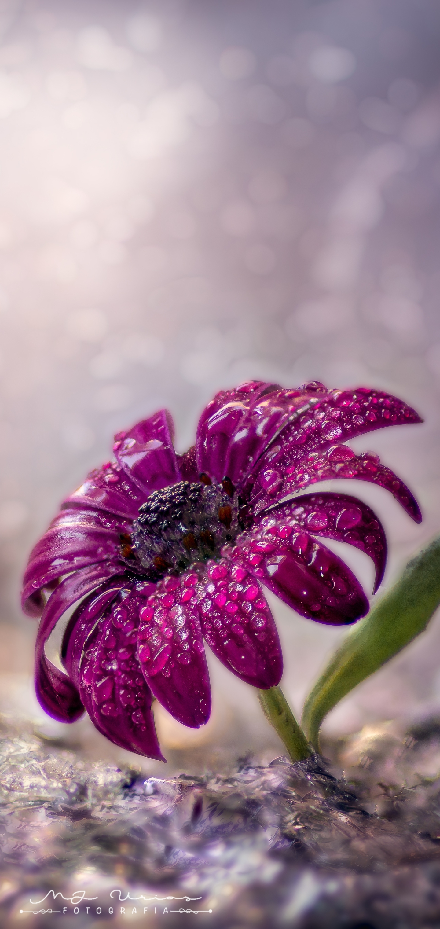 Téléchargez des papiers peints mobile Fleurs, Gerbera, Terre/nature gratuitement.