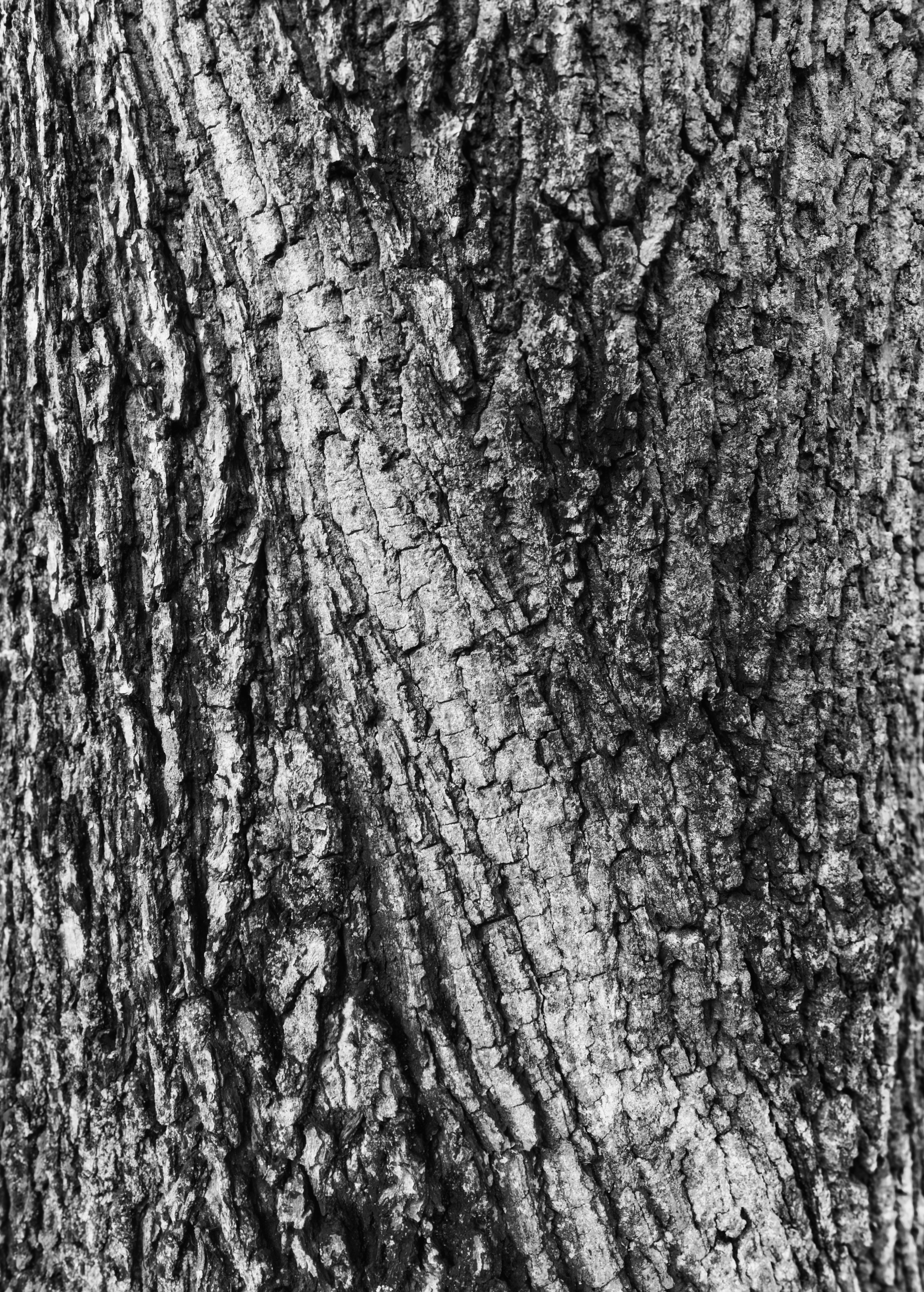 Free download wallpaper Wood, Tree, Texture, Textures, Grey, Bark, Surface on your PC desktop